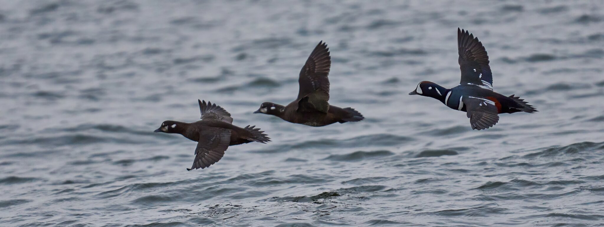 Harlequin Duck - Barnegat Lighthouse - 12312025 - 07 - DN.jpg