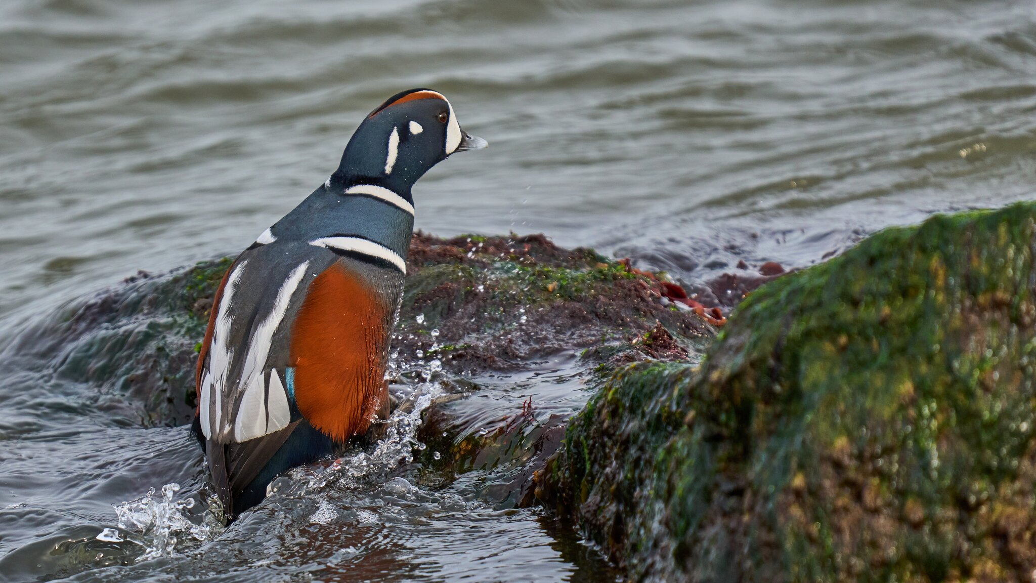 Harlequin Duck - Barnegat Lighthouse - 12312025 - 25 - DN.jpg