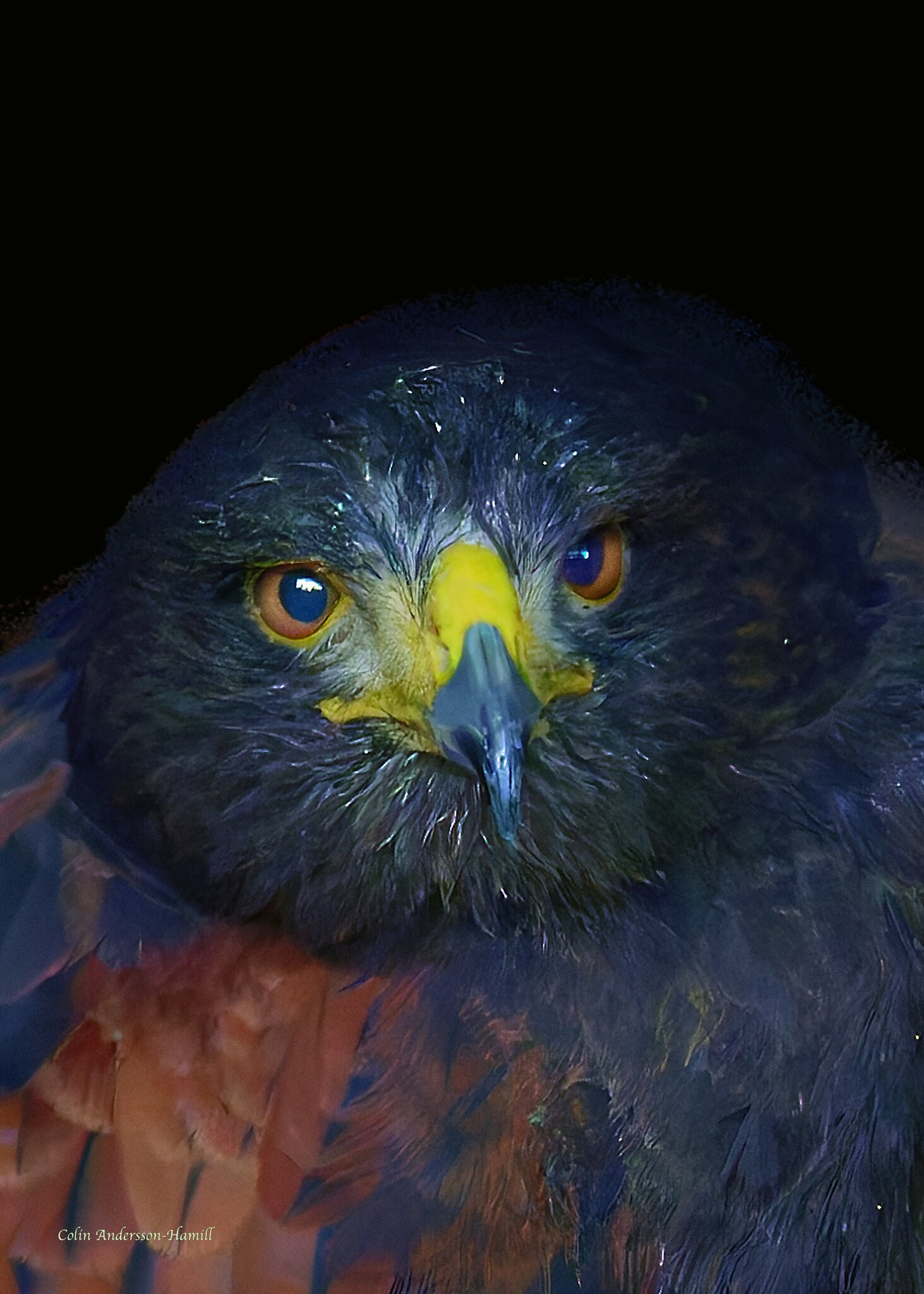 Harris's Hawk