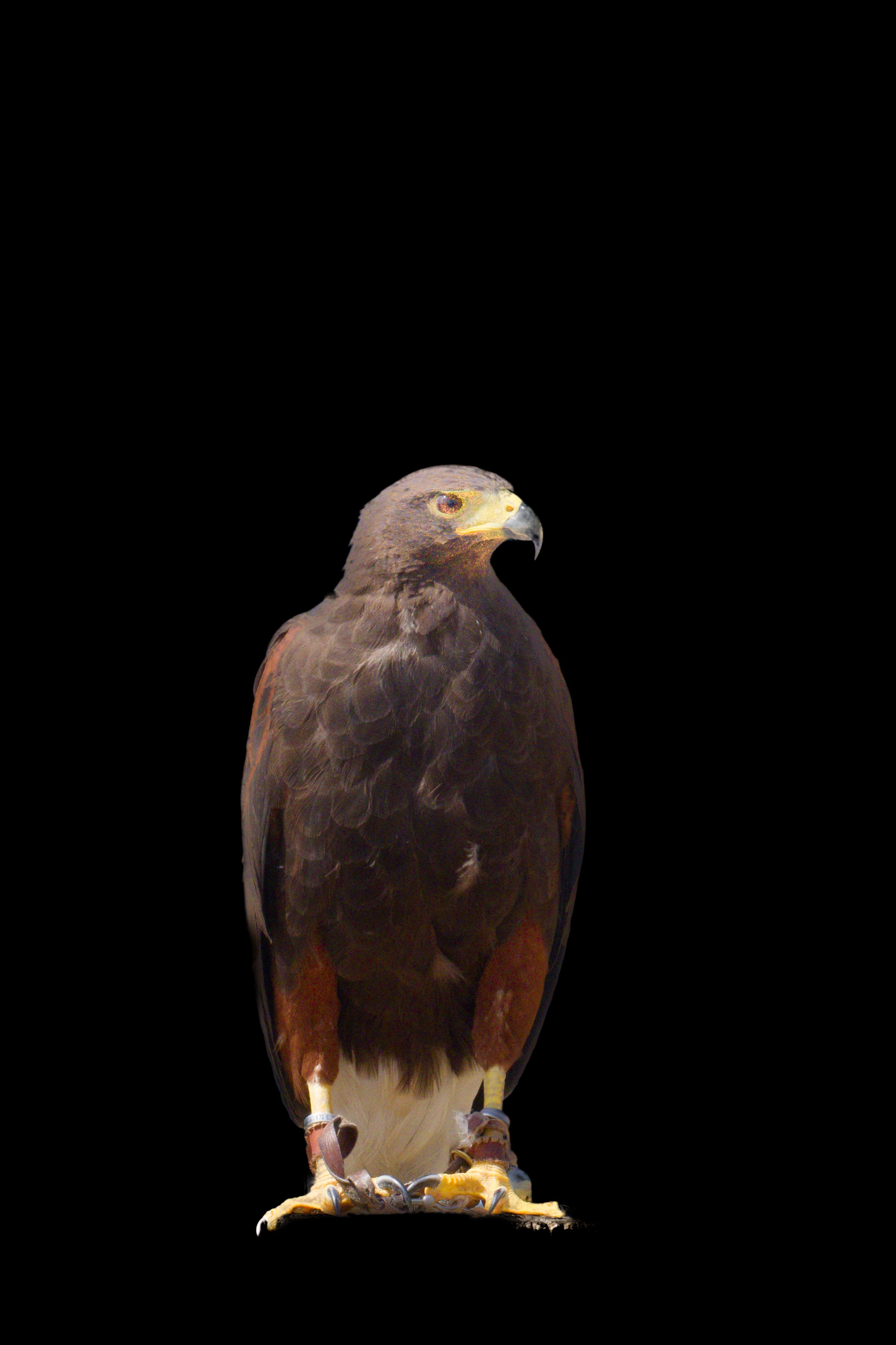Harris's Hawk