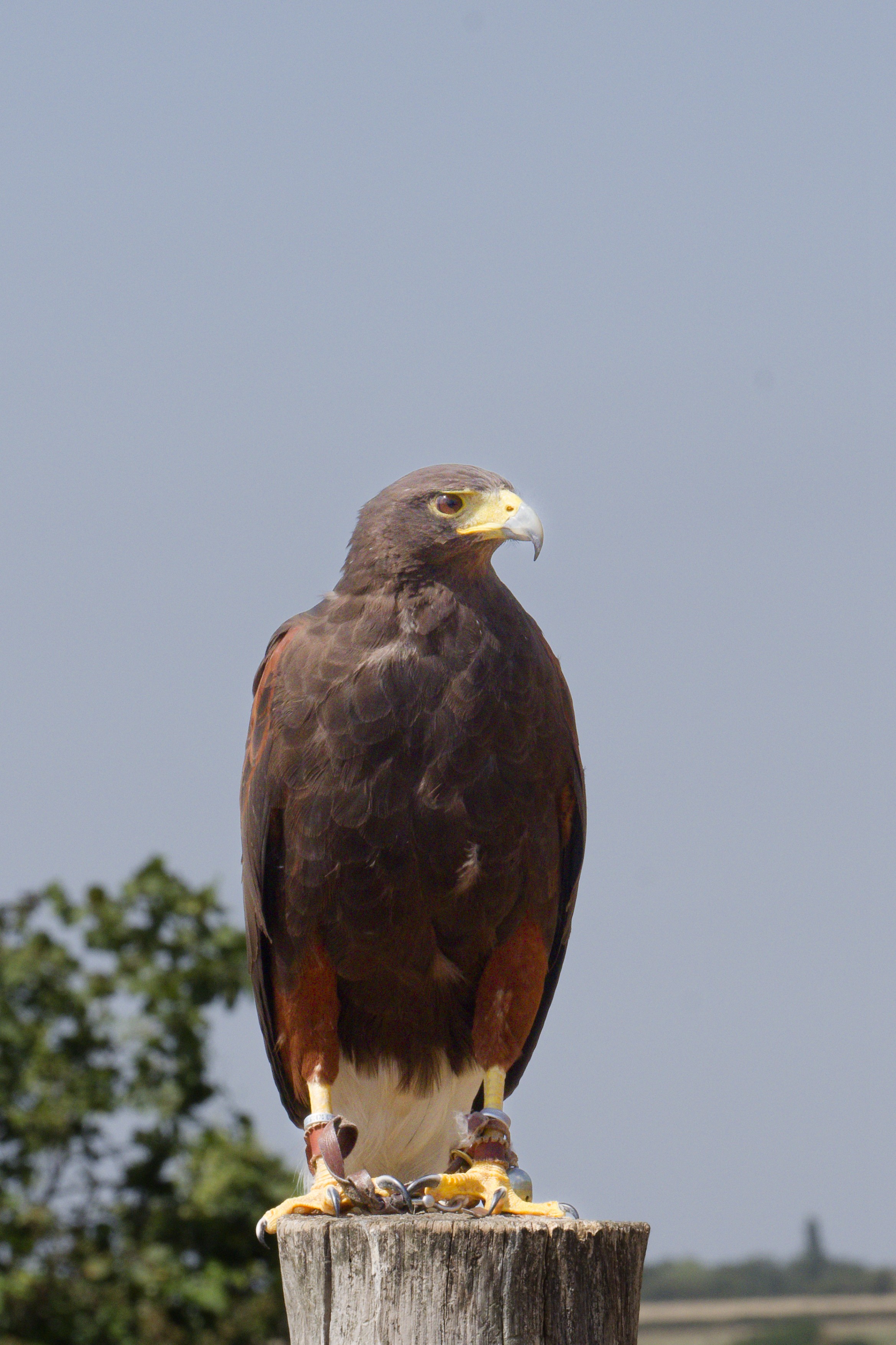 Harris's Hawk