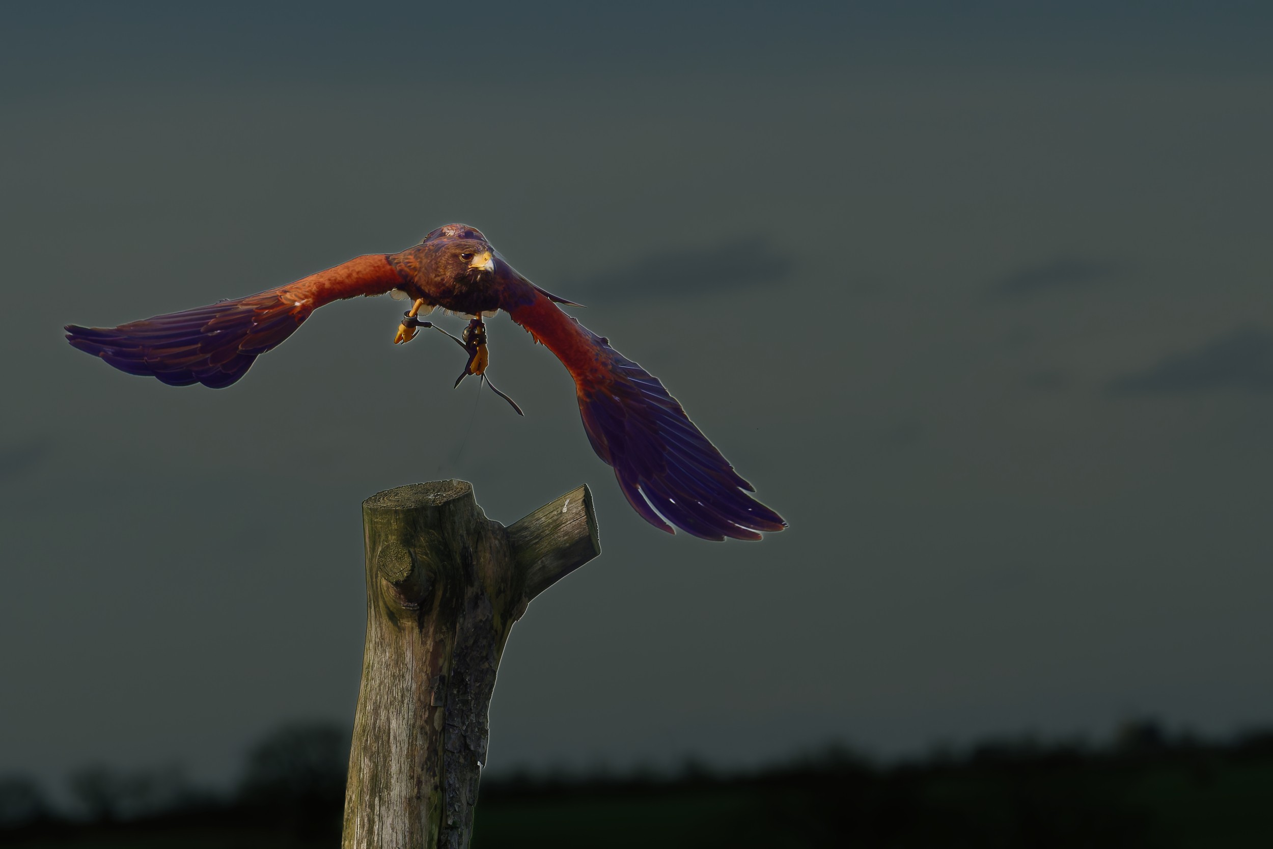 Harris's Hawk