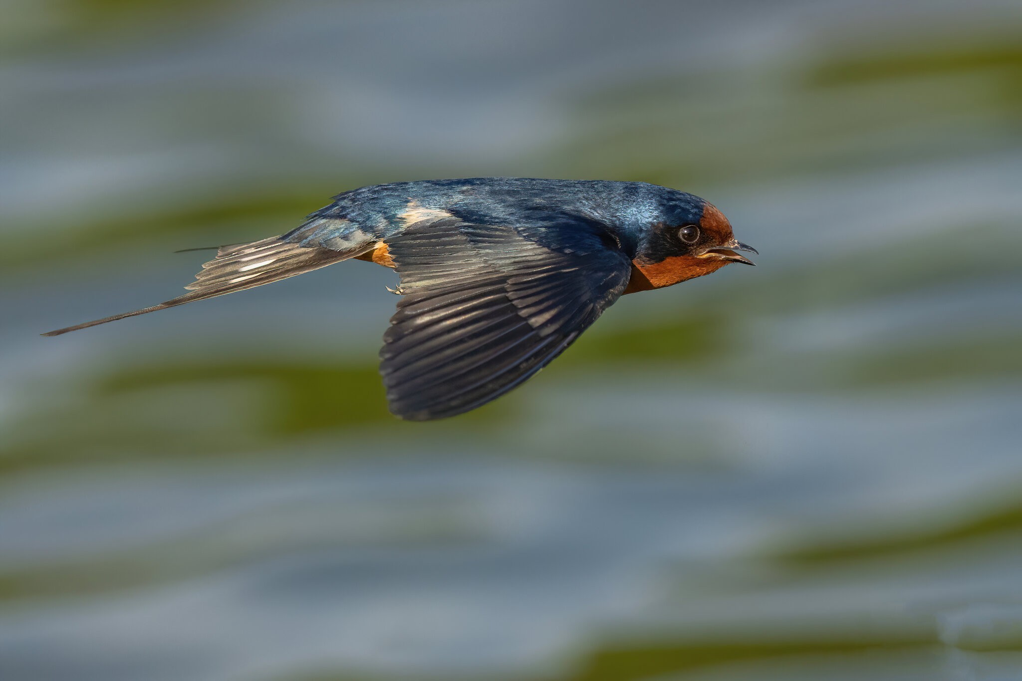 Heinz Barn Swallow-0101287-D-S copy.jpg