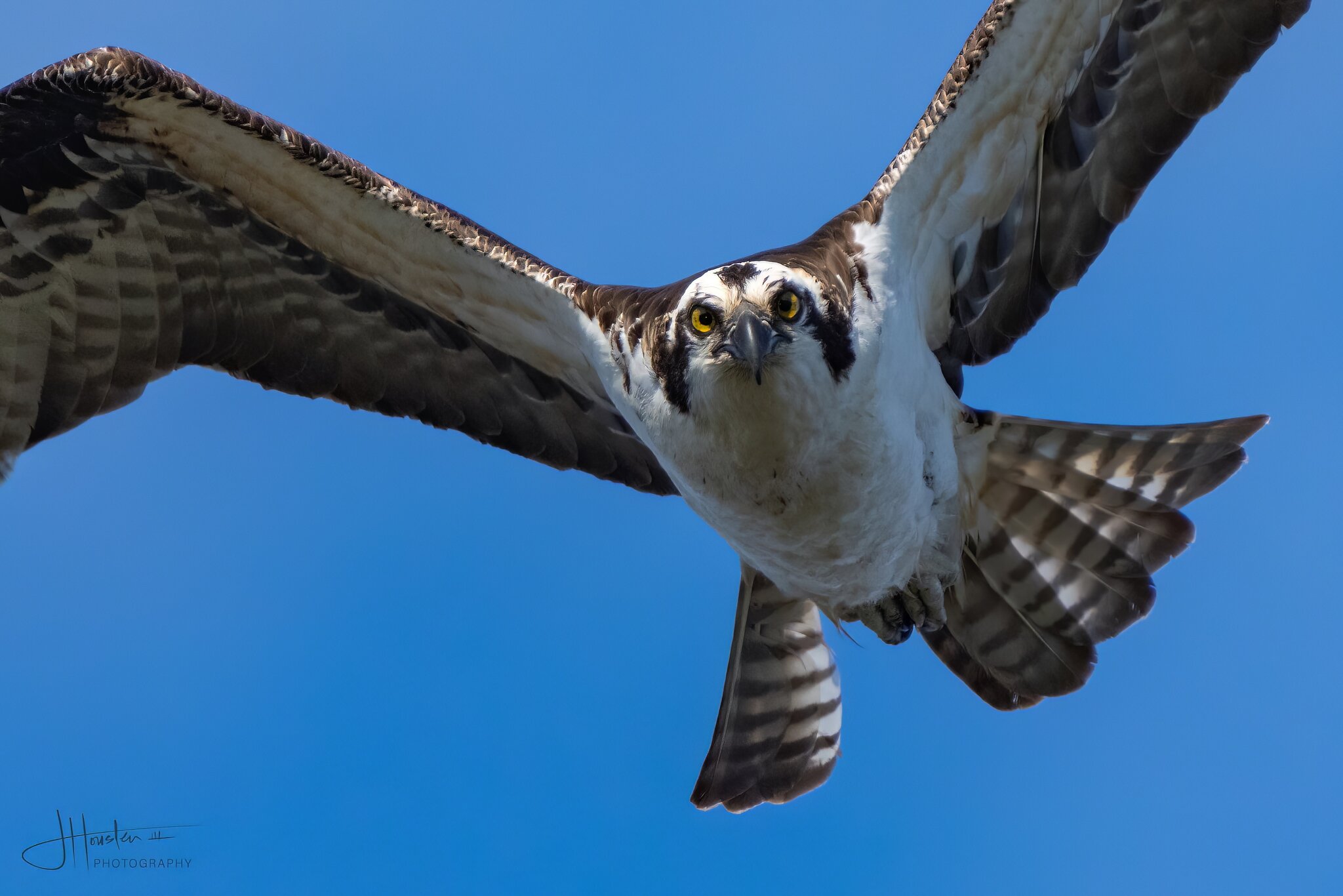 Heinz Osprey-0106756-P.jpg