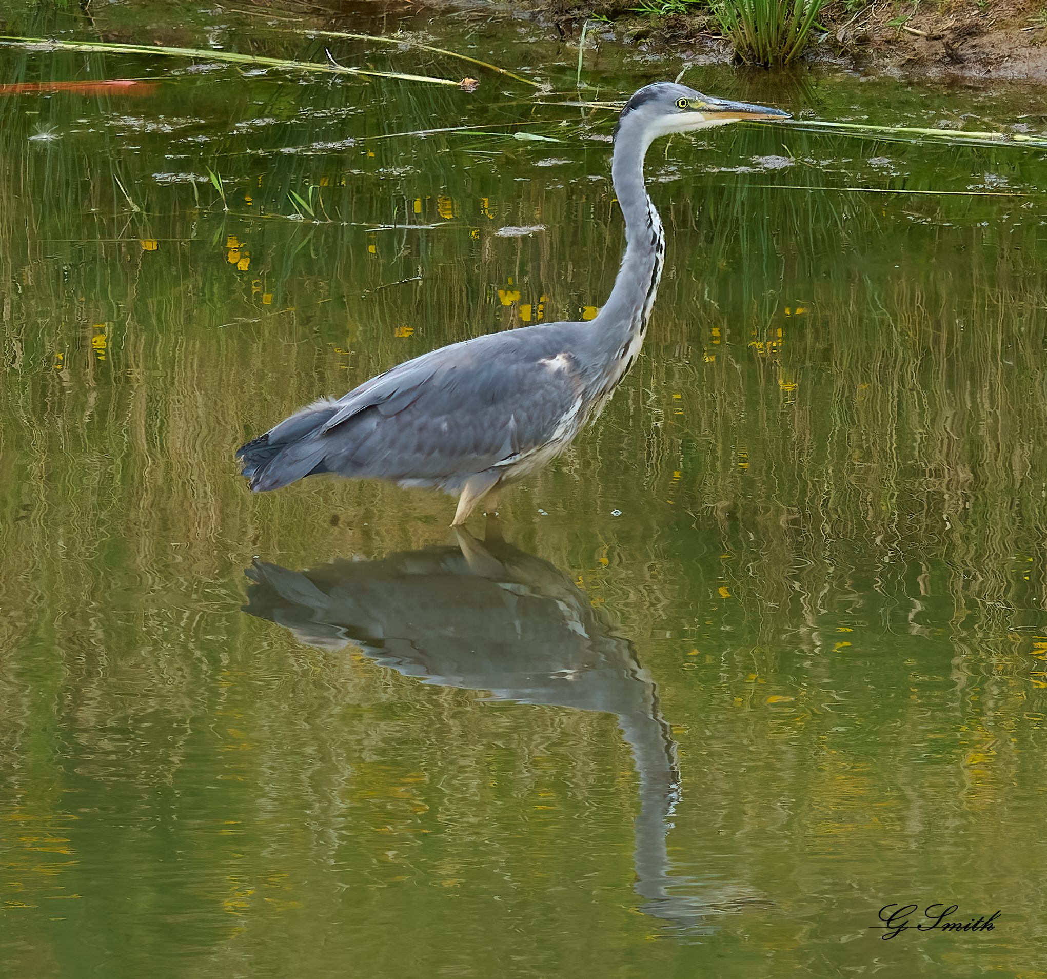 heron  2020 3.jpg