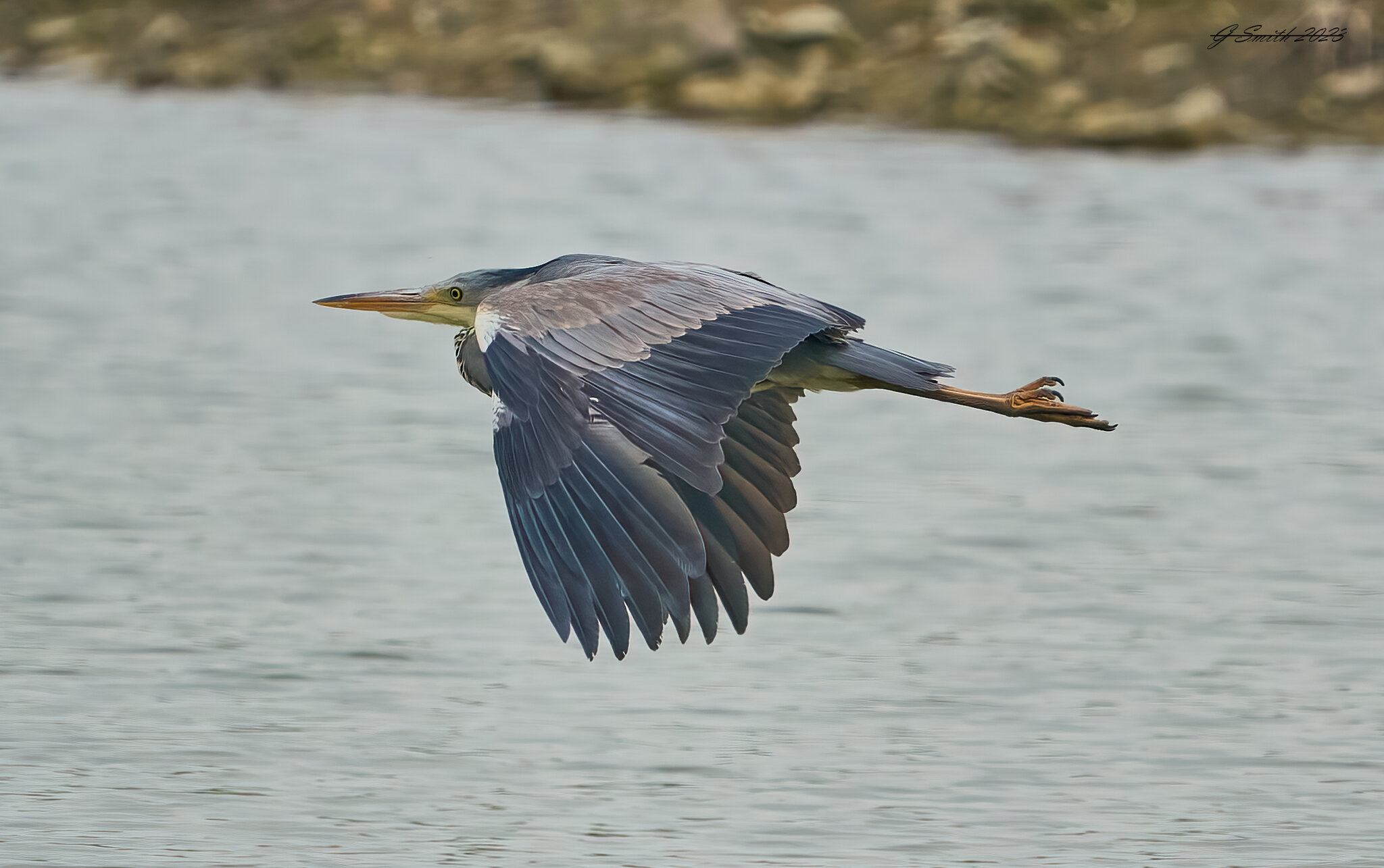 heron 2023 38.jpg