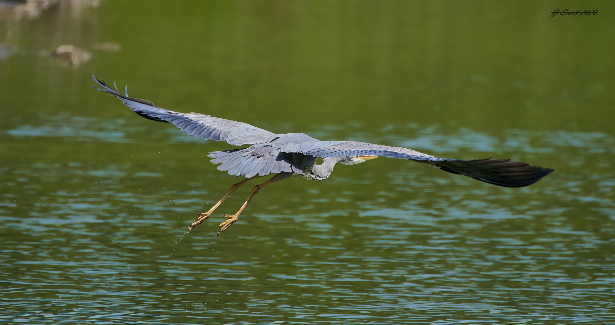 heron 2023 47.jpg