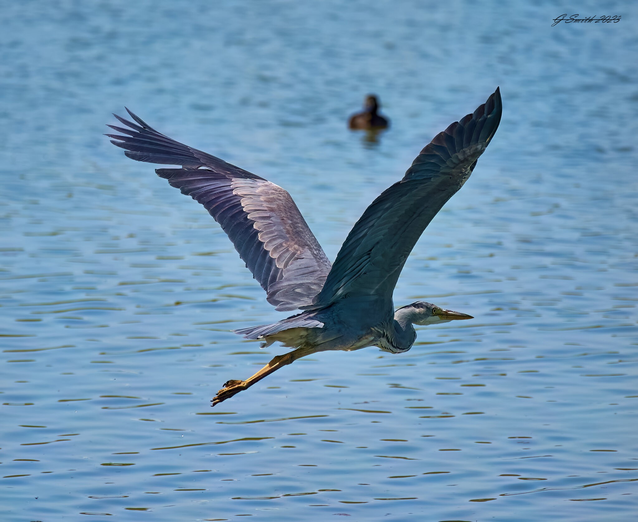 heron 2023 48.jpg