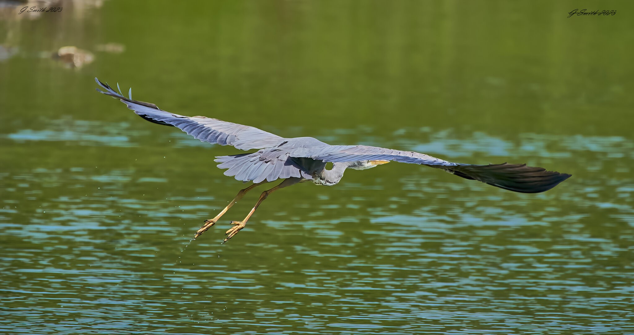 heron 2023 54.jpg