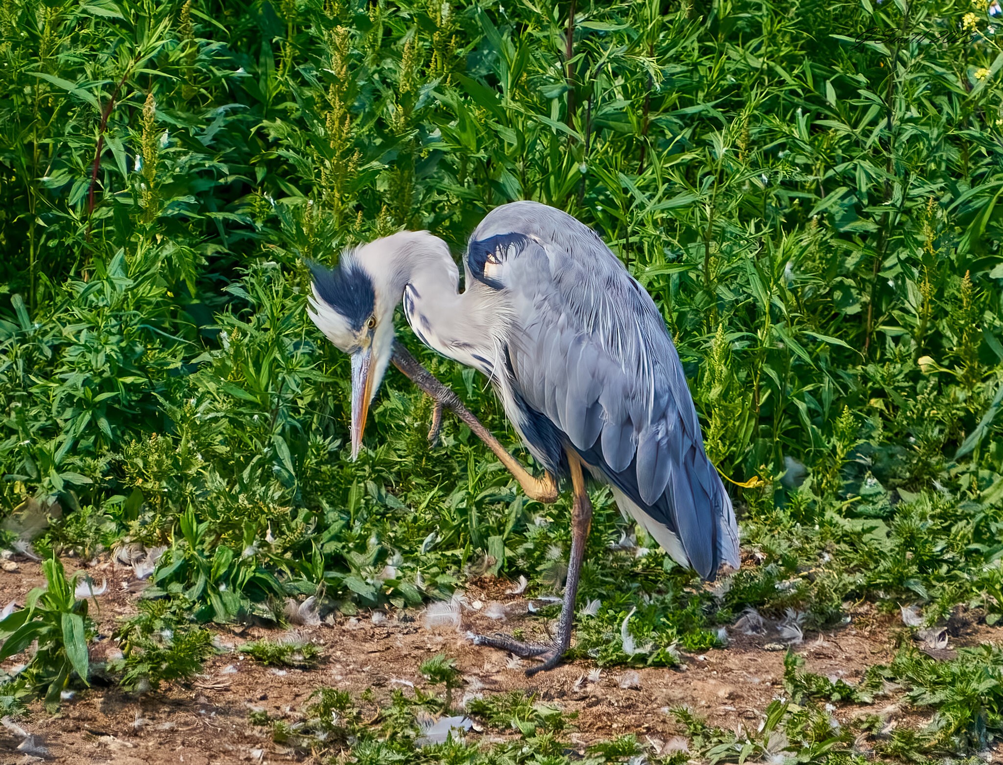 heron 2023 57.jpg