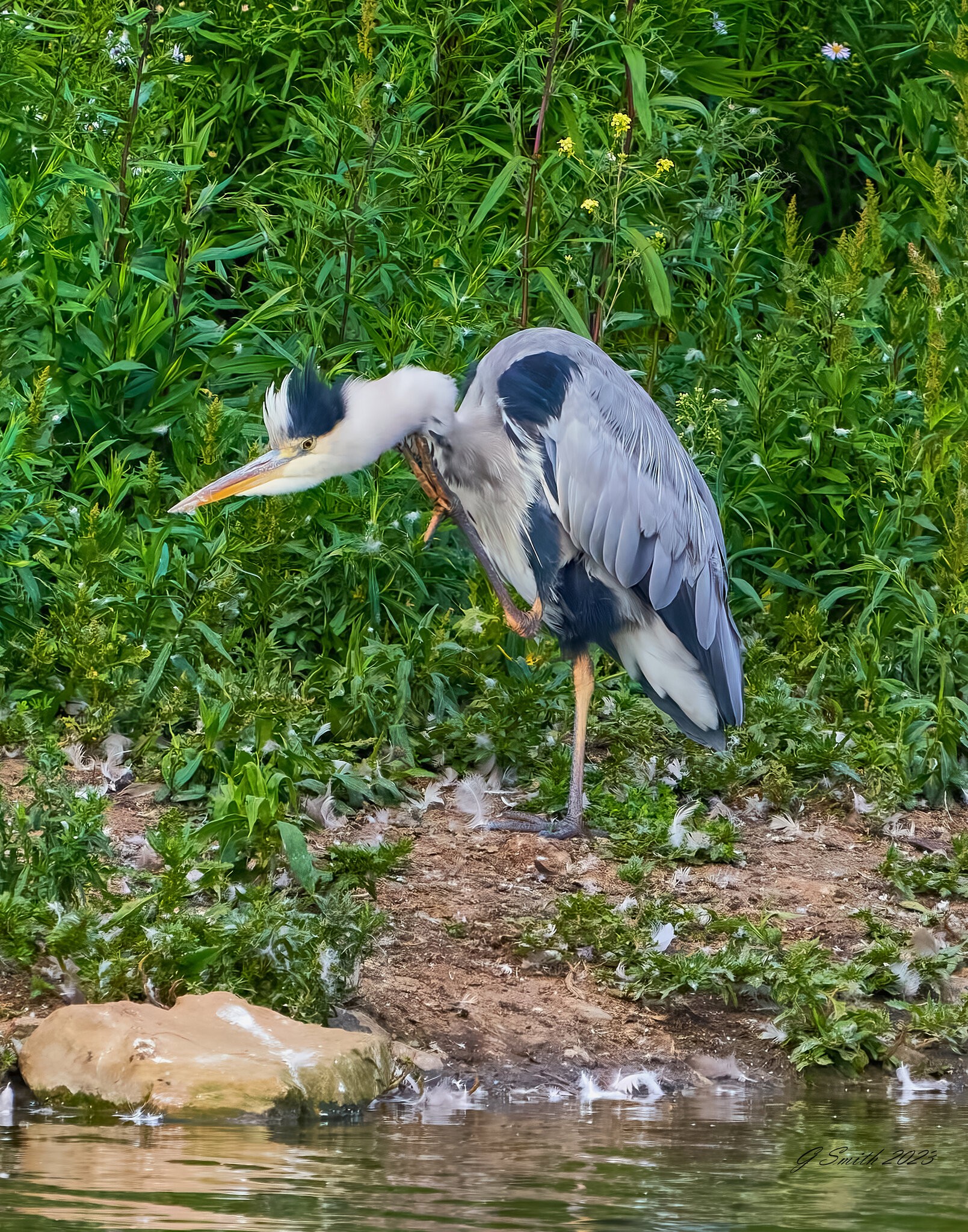 heron 2023 58.jpg