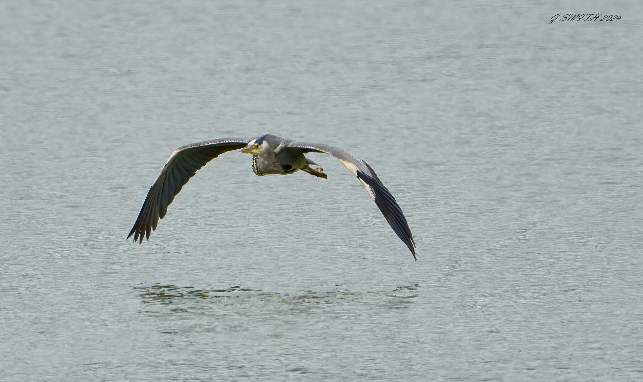 heron 2024 11.jpg