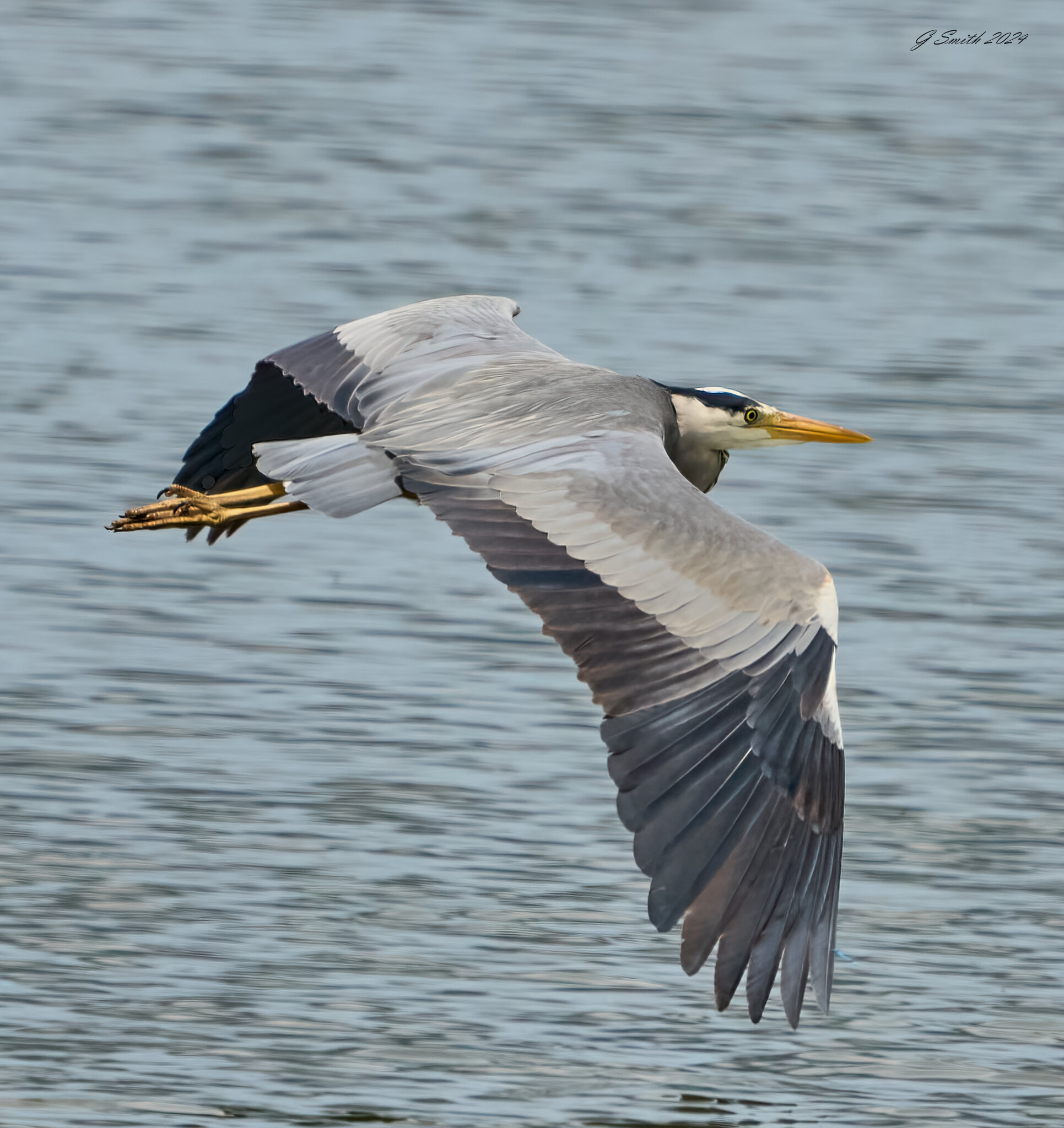 heron  2024 2.jpg
