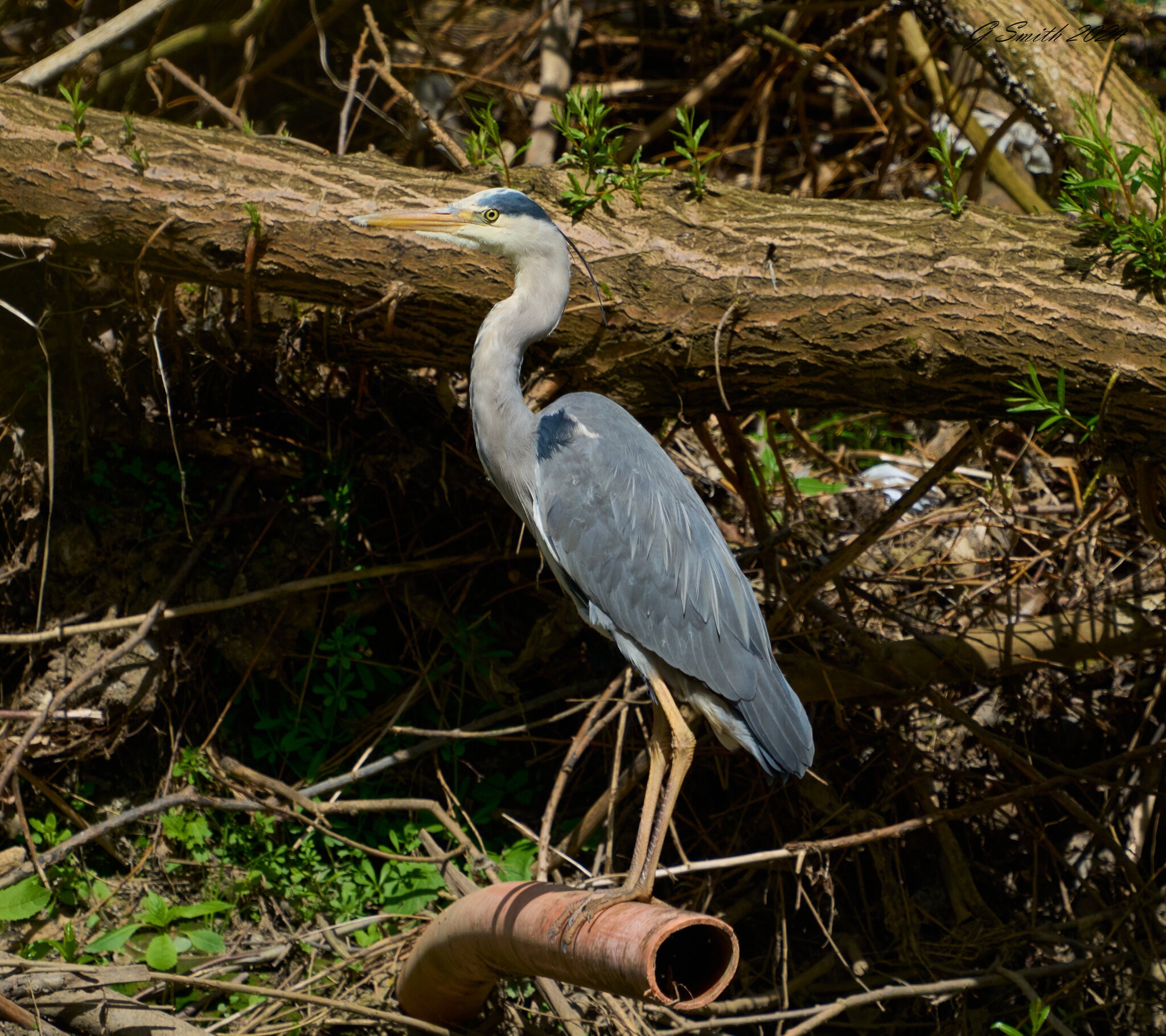 heron 2024.jpg
