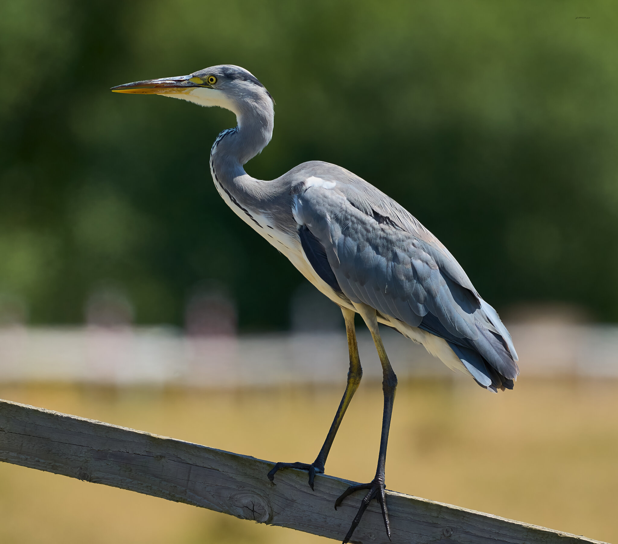 heron 2025 32.jpg