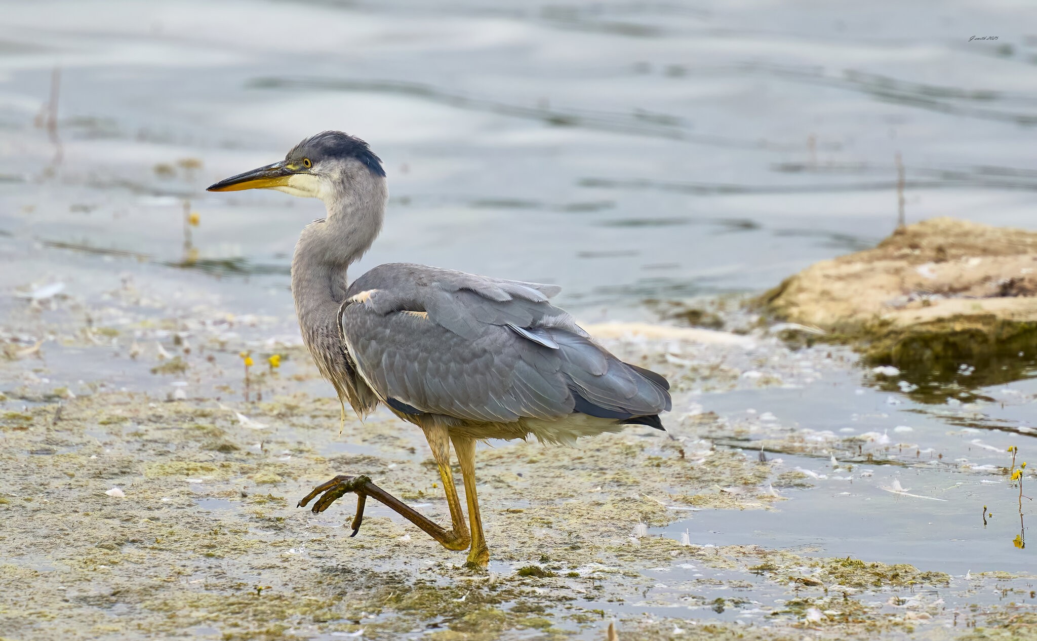 heron 2025 50.jpg