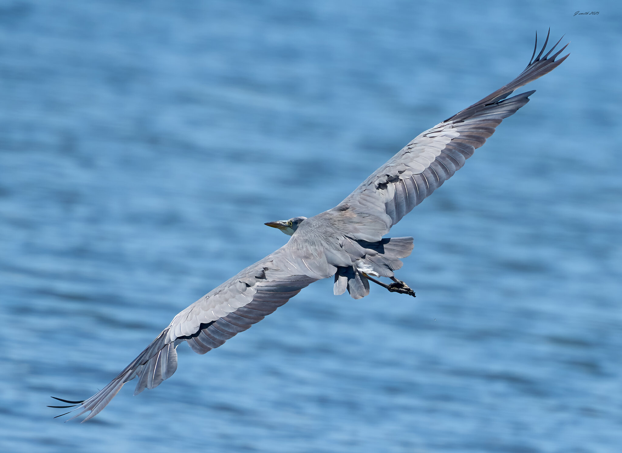 heron 2025 55.jpg