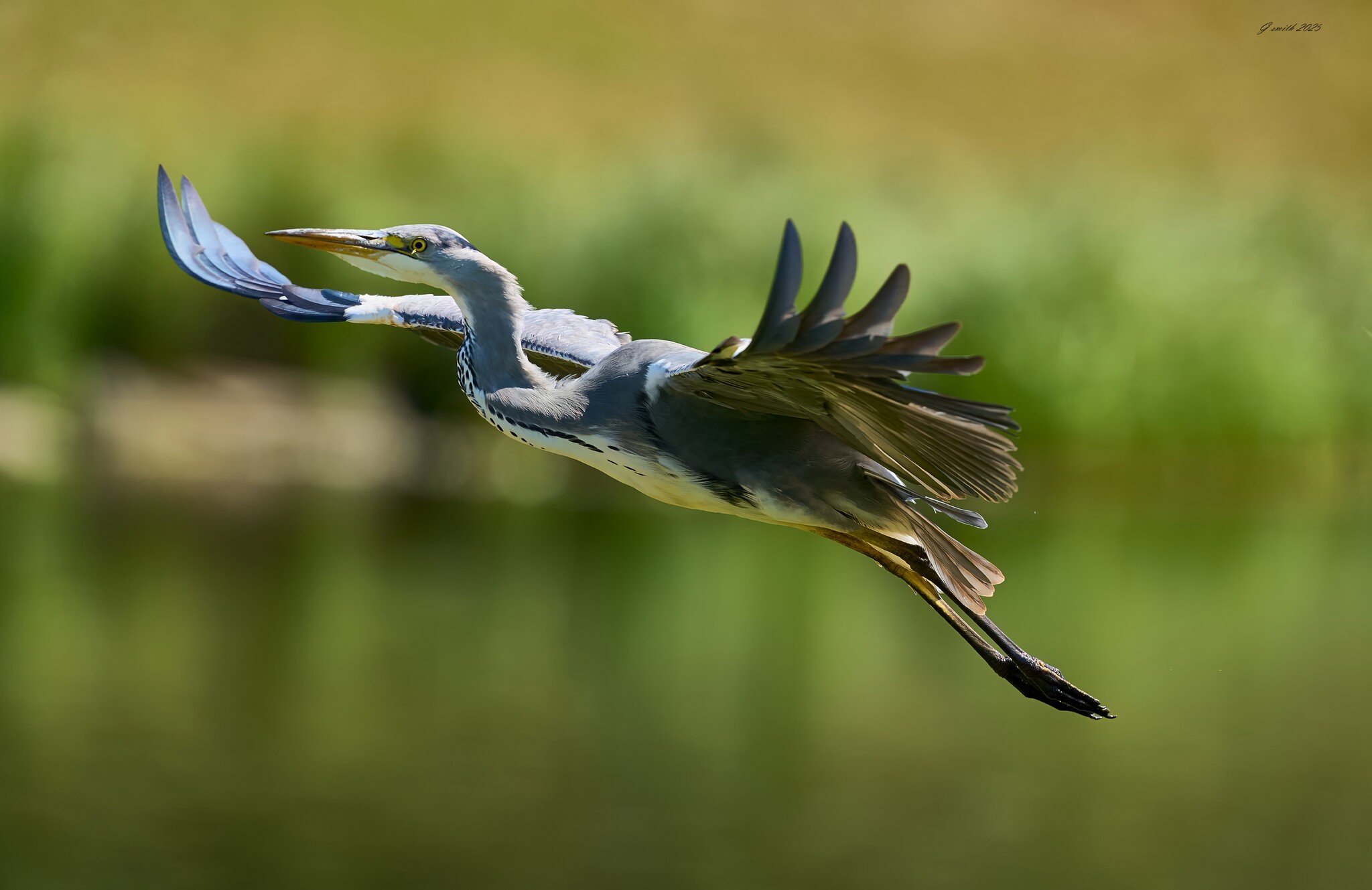 heron 2025.jpg