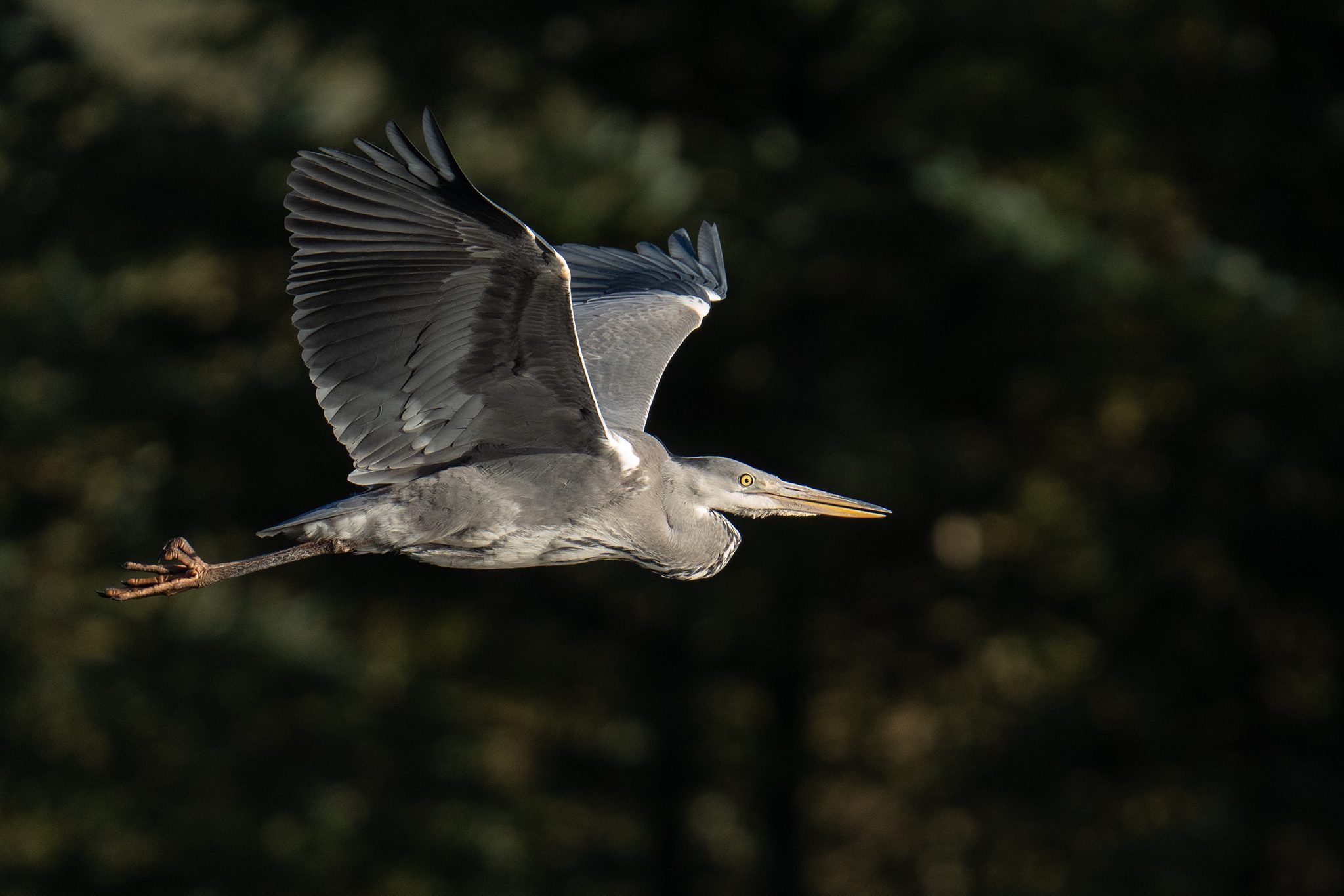 Heron-DSC00004-2048px.jpg