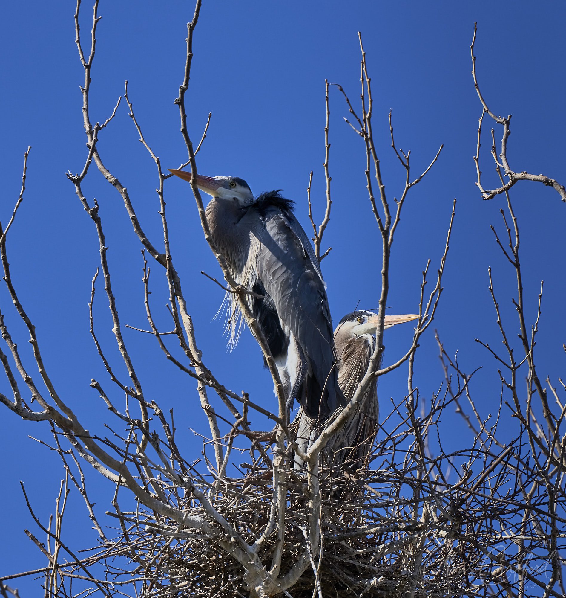 Heron pair on their nest