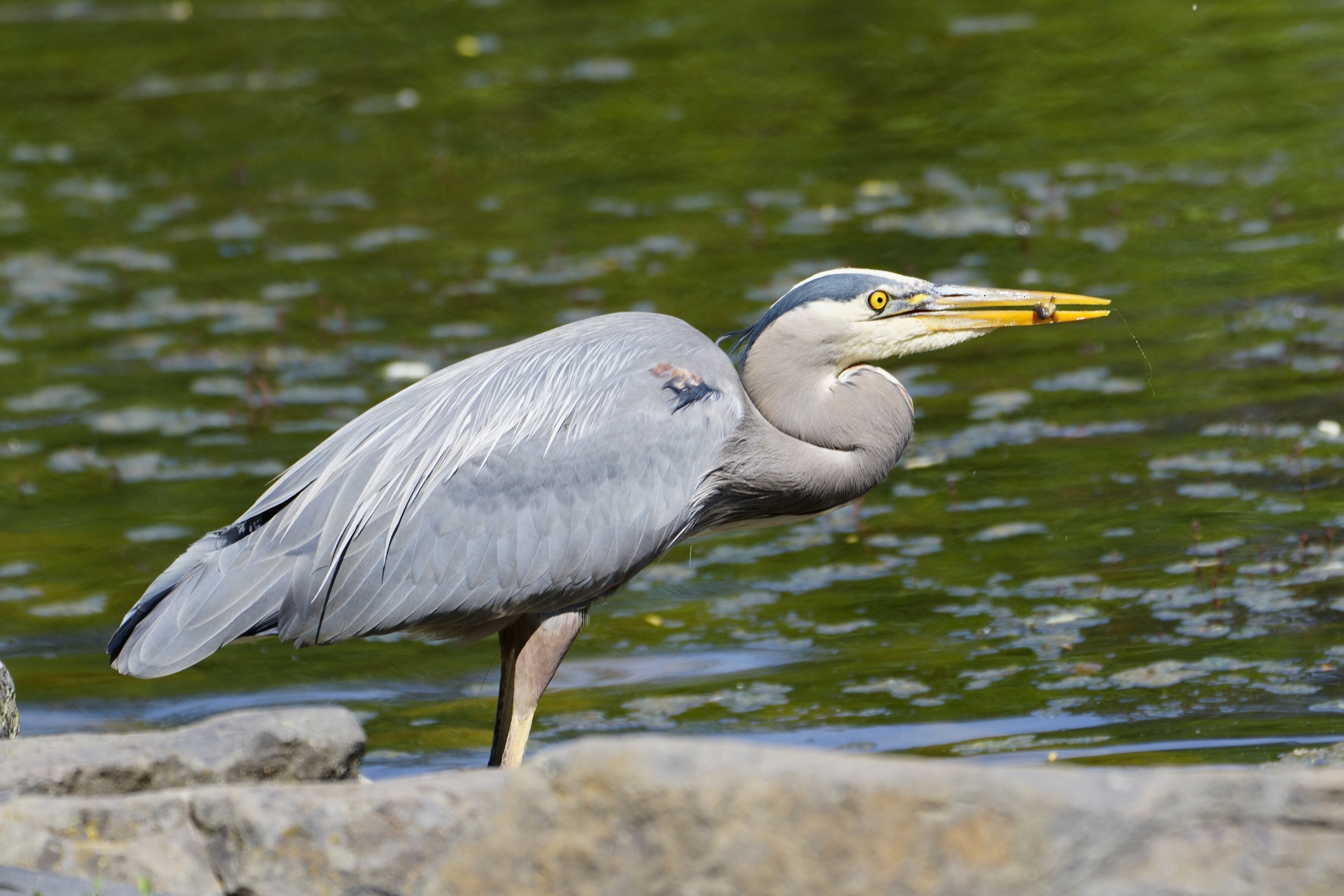 heron1.JPG
