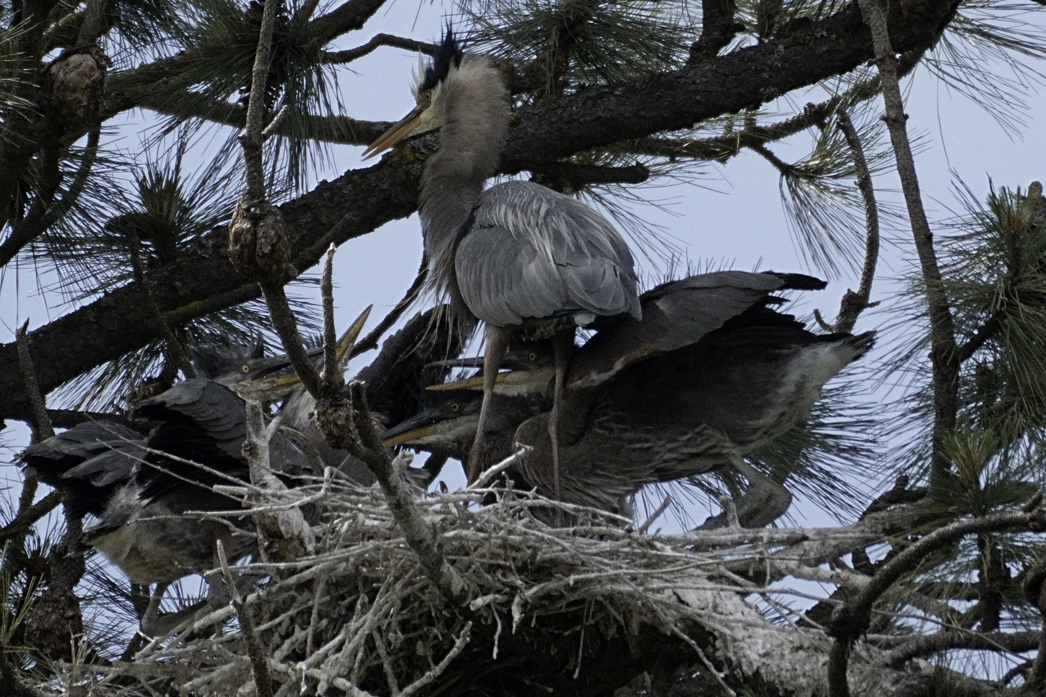 Heron_Feeding1.JPG
