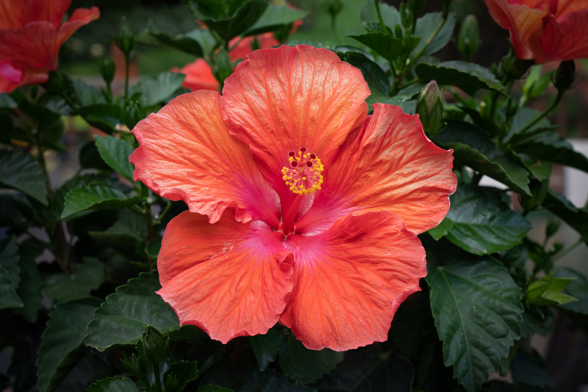 hibiscus-01124-Edit.jpg