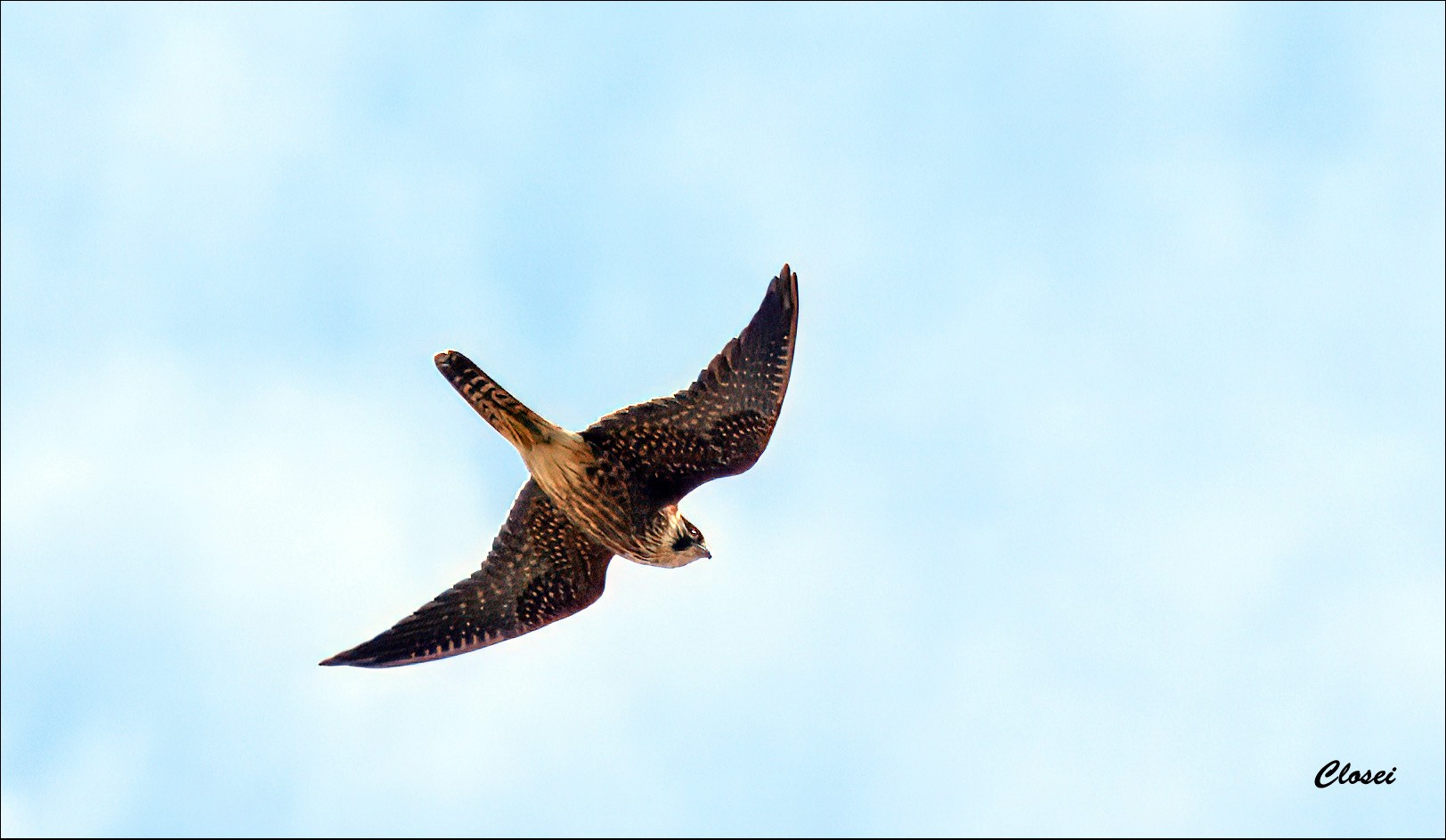Hobby 1-r.jpg