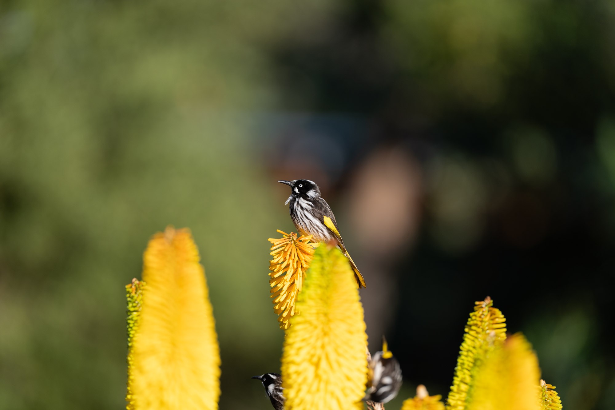 HoneyEaters_1.jpg