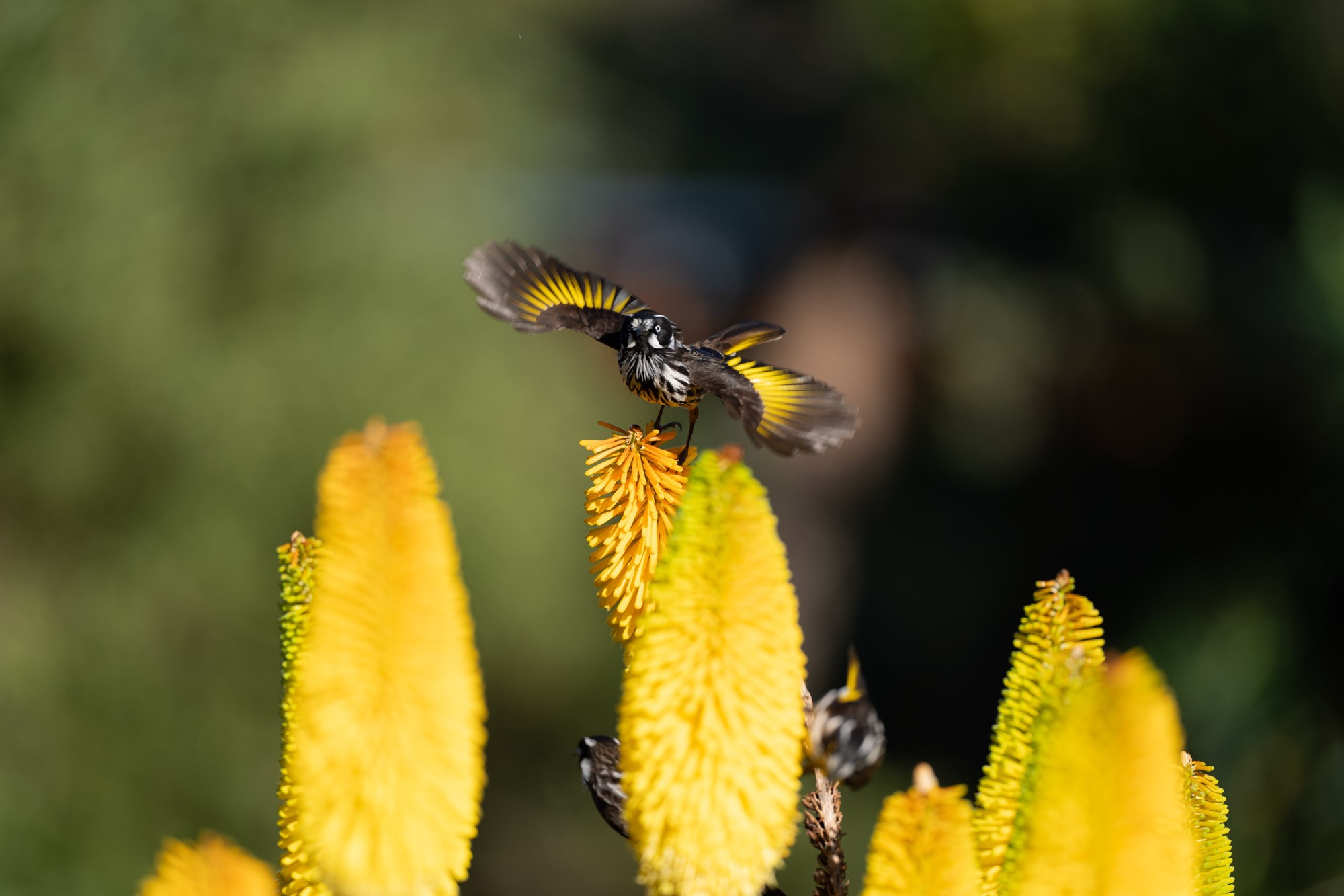 HoneyEaters_2.jpg