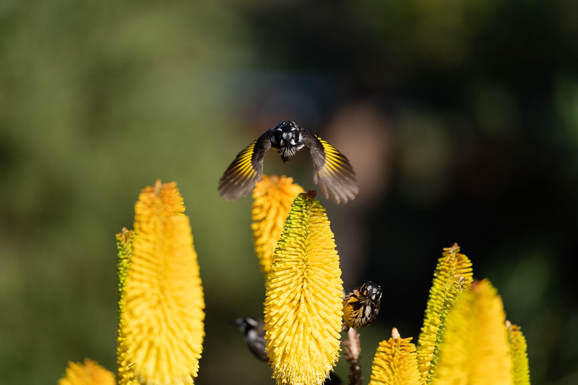 HoneyEaters_3.jpg
