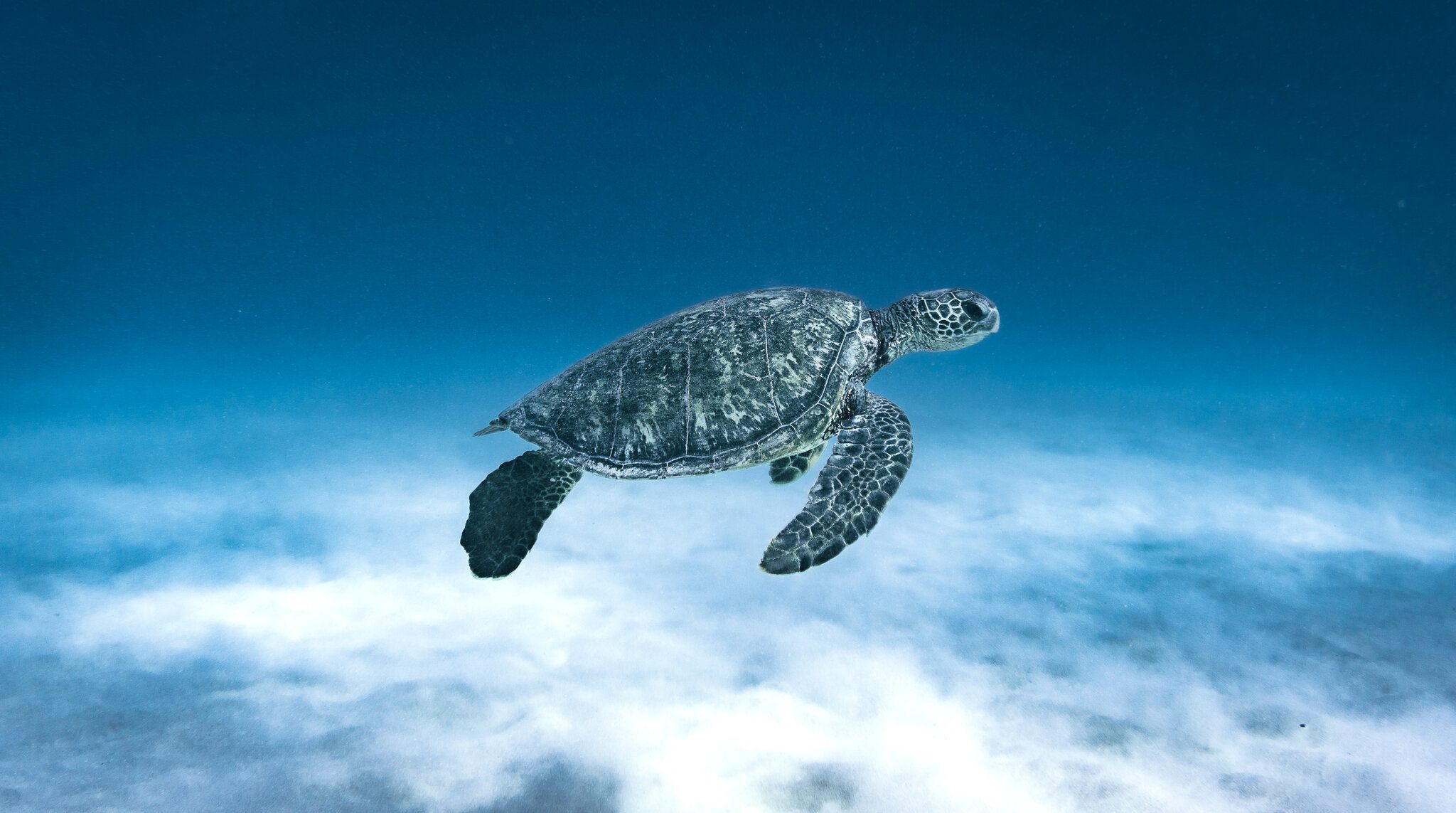 Honu in the blue