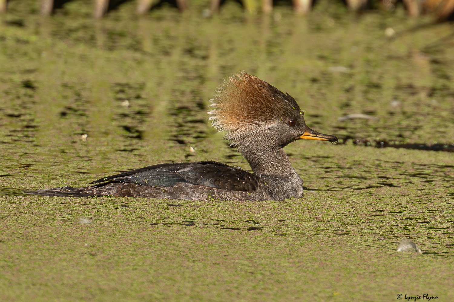 Hooded Merganser 2868.jpg