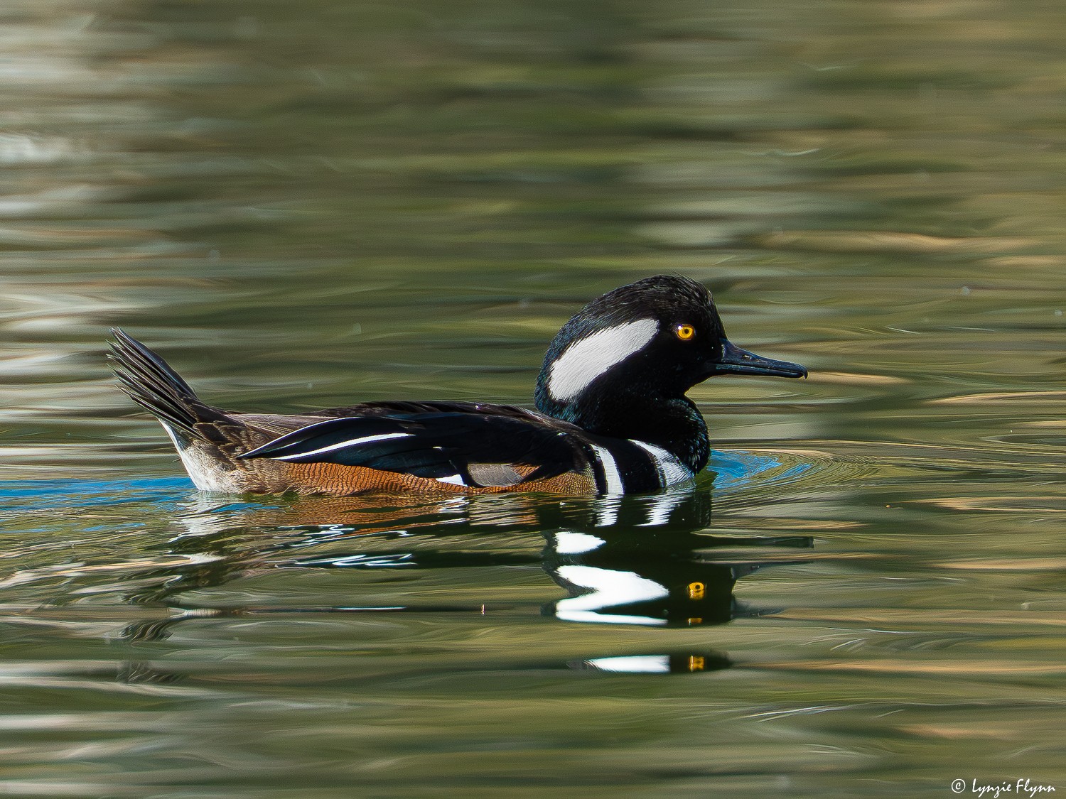 Hooded Merganser 4483.jpg
