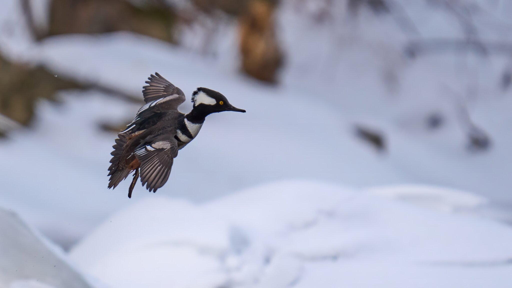 Hooded Merganser - Brandywine - 02012026 - 04 - DN.jpg