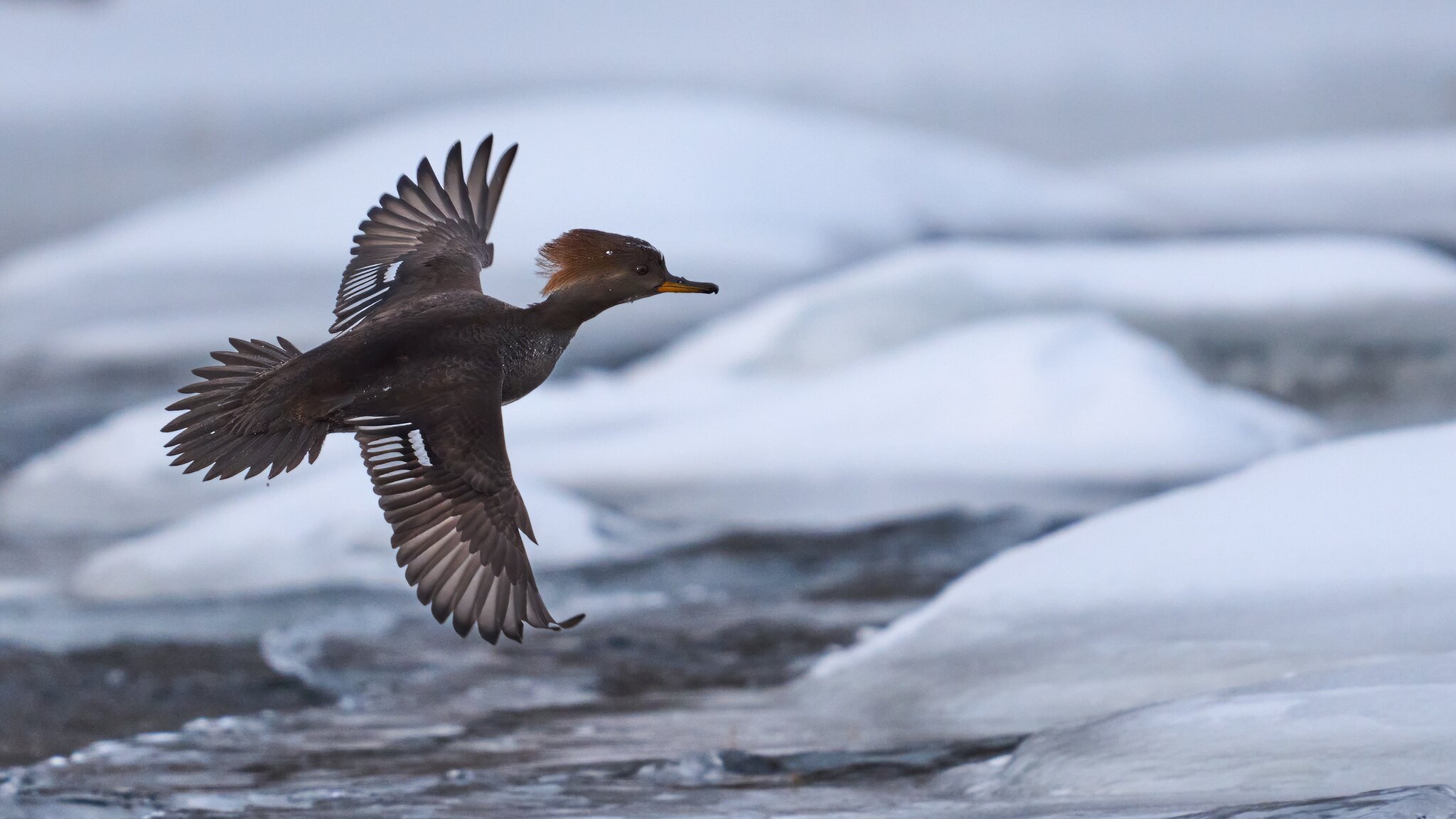 Hooded Merganser - Brandywine - 02012026 - 16 - DN.jpg