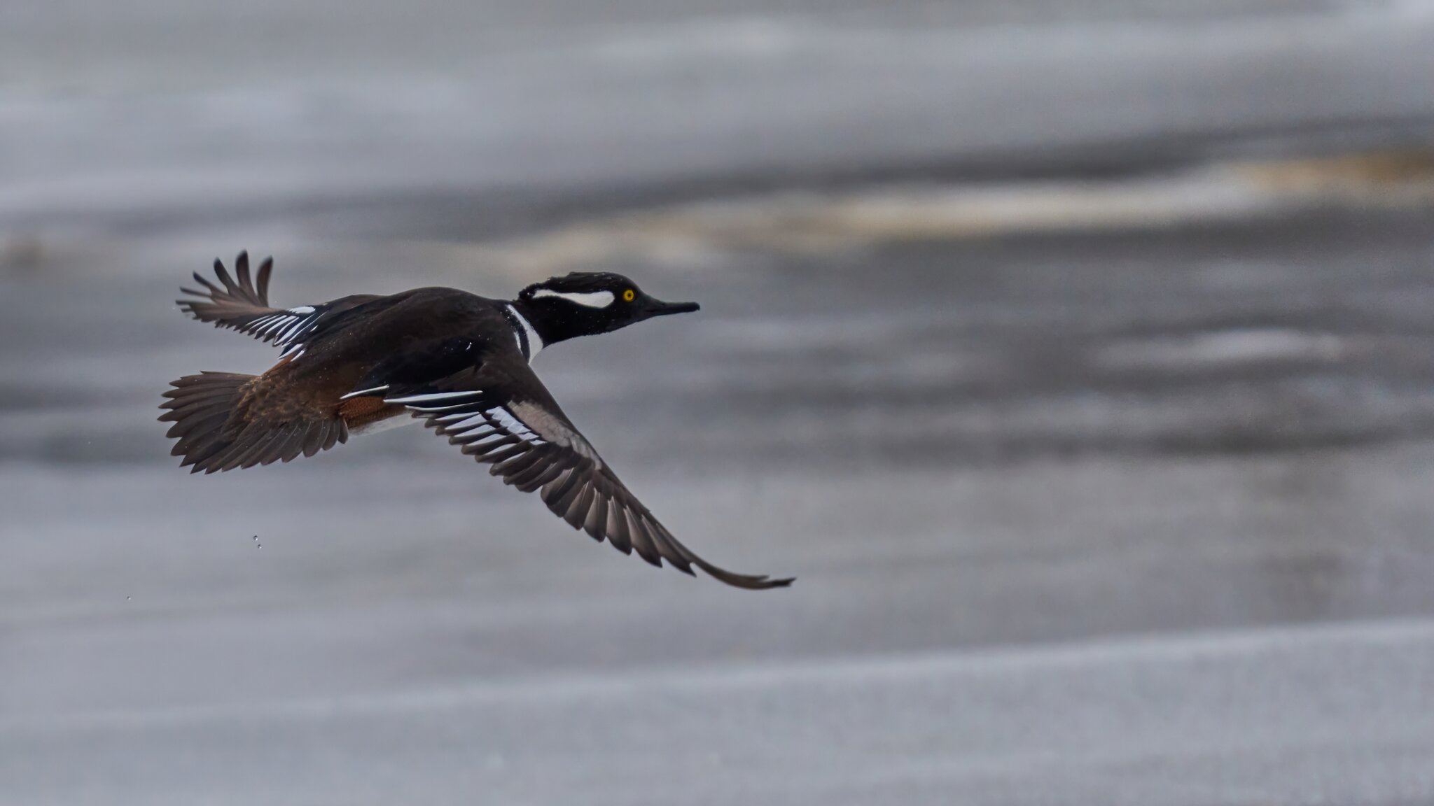 Hooded Merganser - Brandywine - 02012026 - 21 - DN.jpg