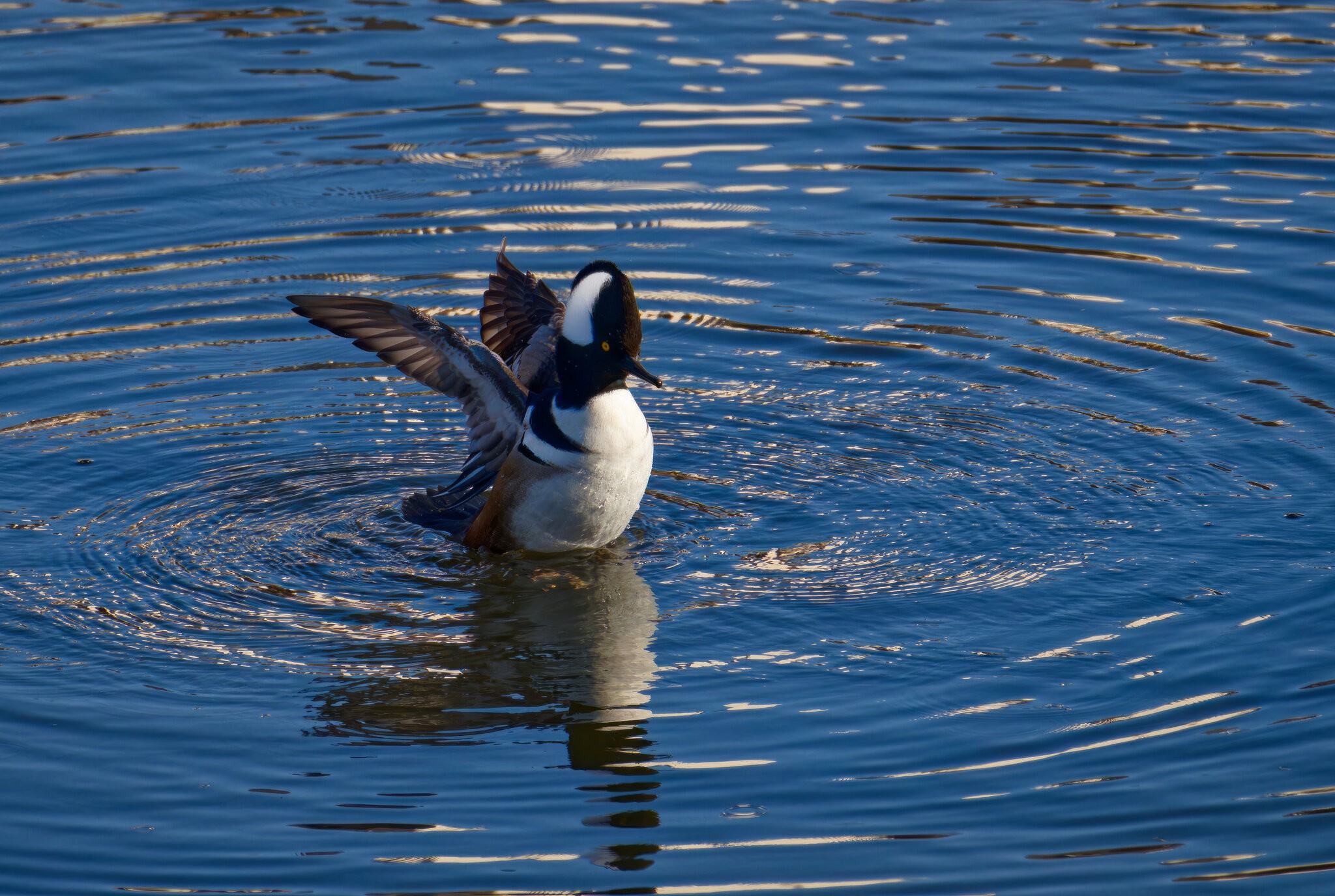 Hooded Merganser Waves Hello.jpeg