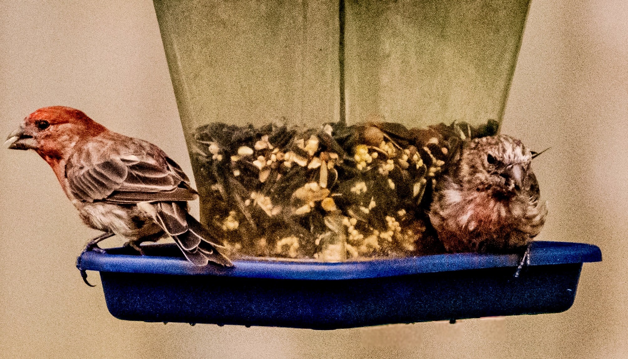 household_finch.jpeg
