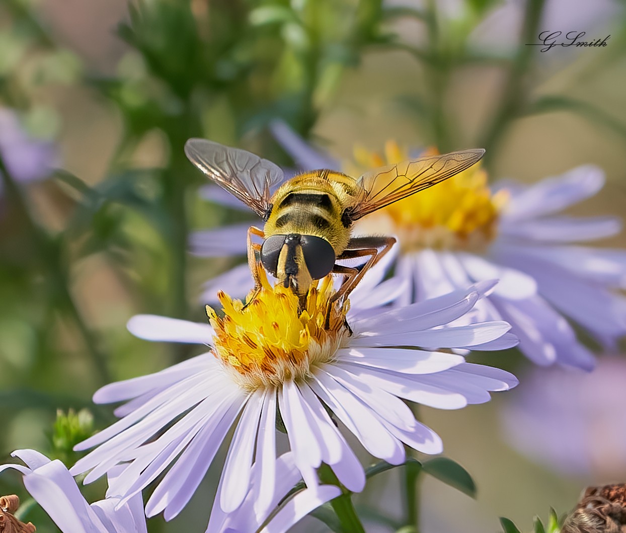 hoverfly 2022 1.jpg