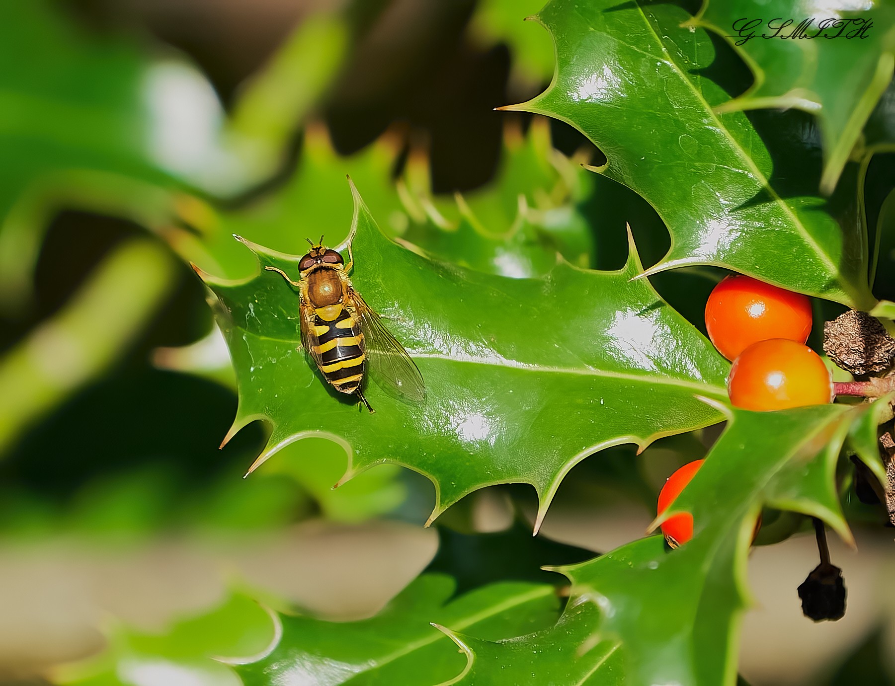 hoverfly 2022 10.jpg