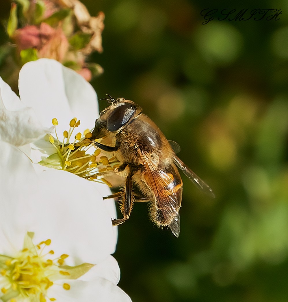 hoverfly 2022 11.jpg