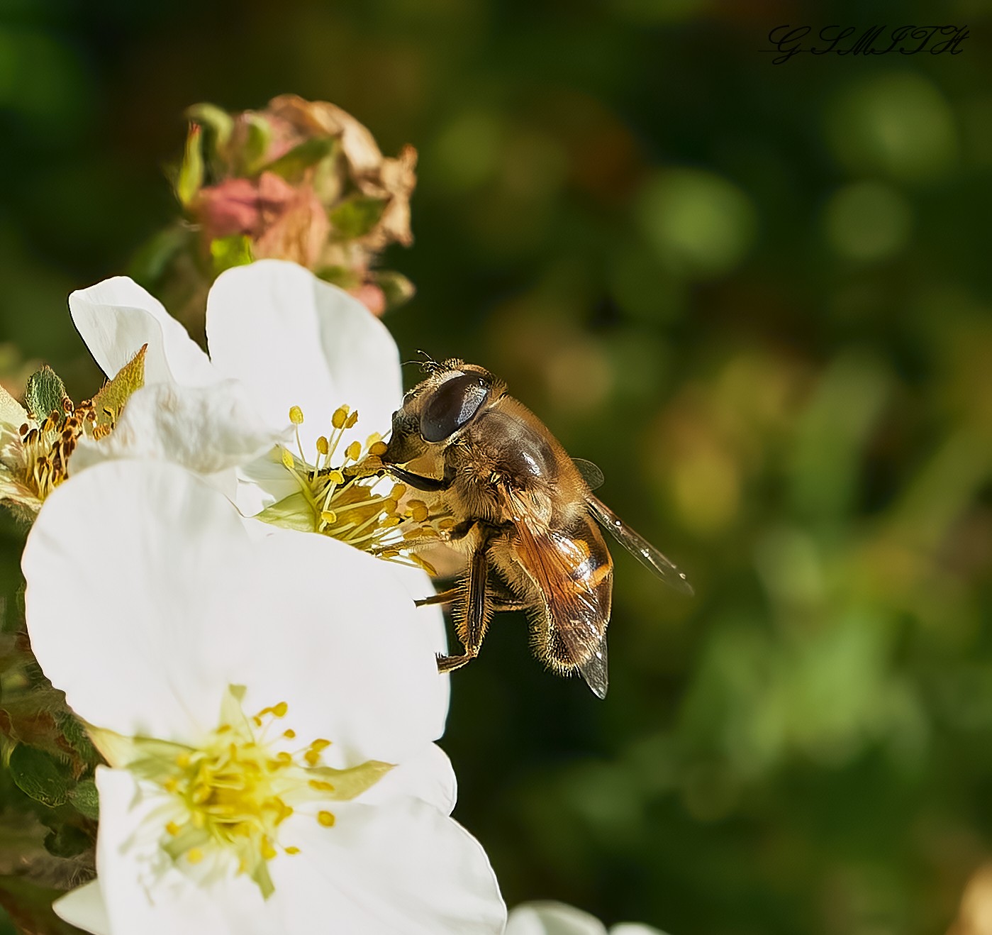 hoverfly 2022 13.jpg