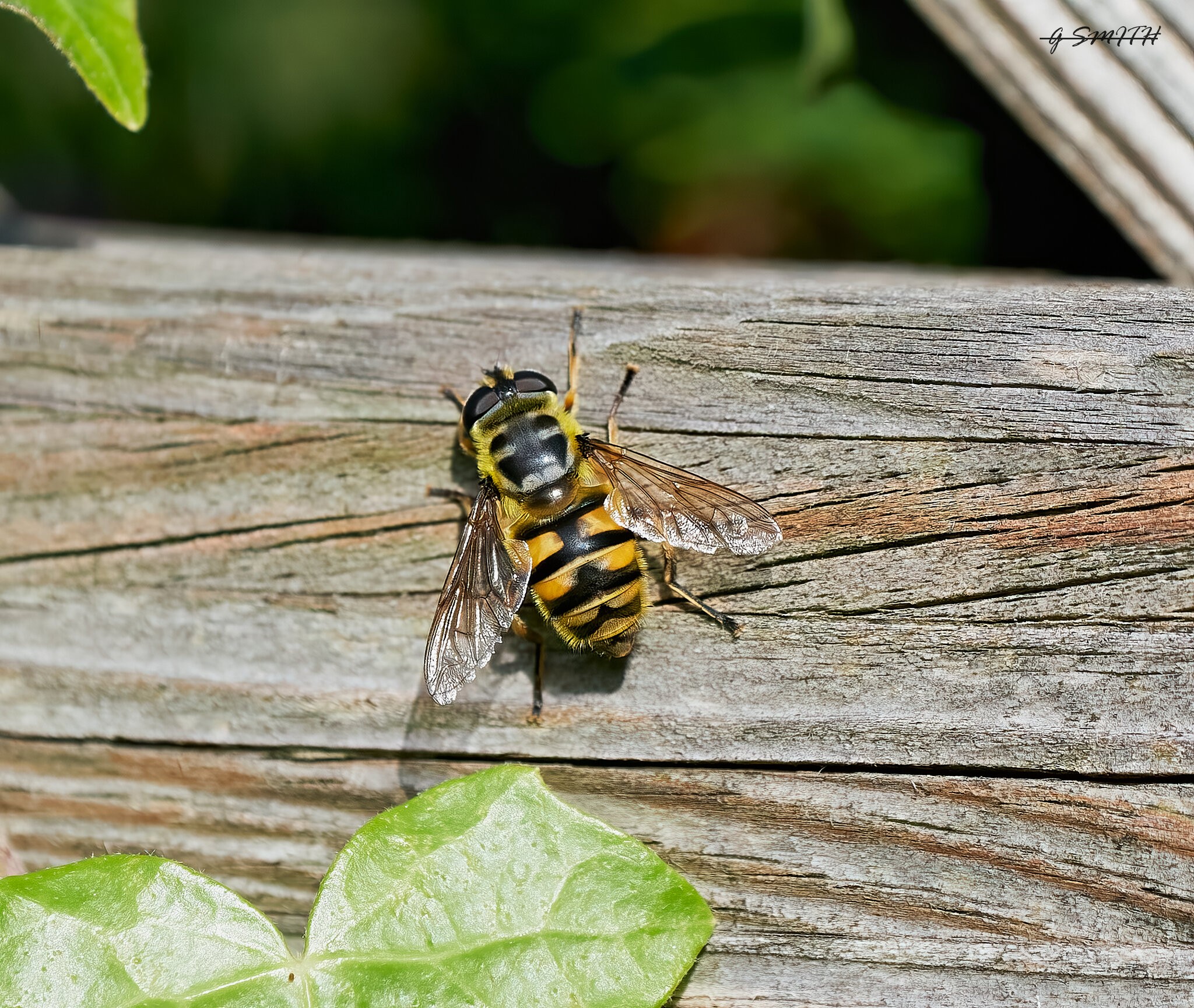 hoverfly 2022 18.jpg