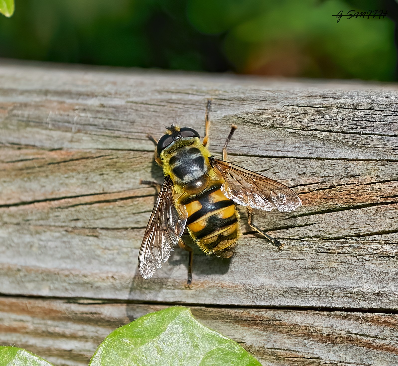 hoverfly 2022 19.jpg