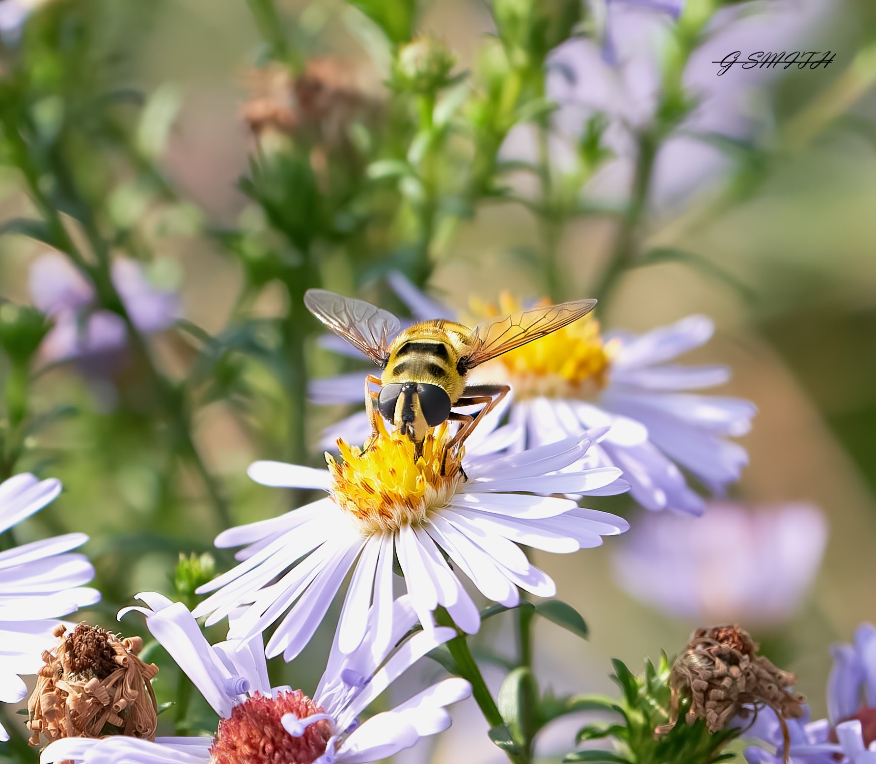 hoverfly  2022  2.jpg