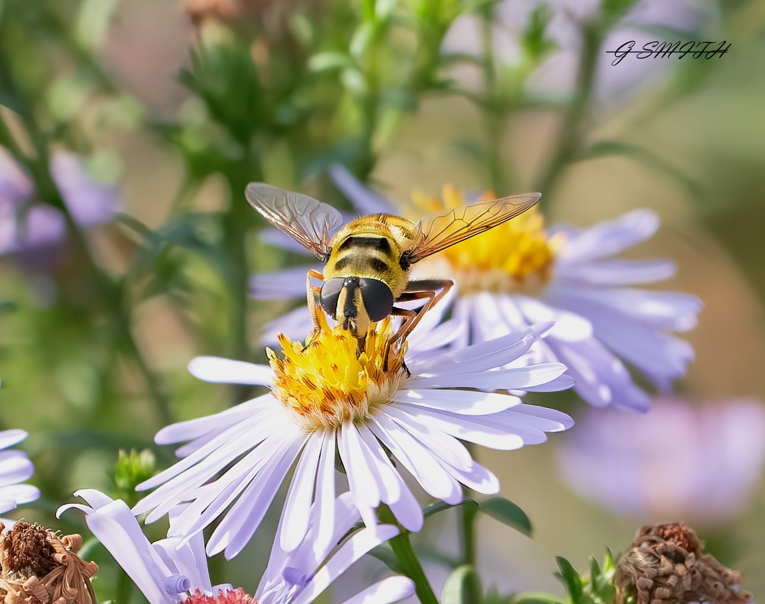 hoverfly 2022  3.jpg