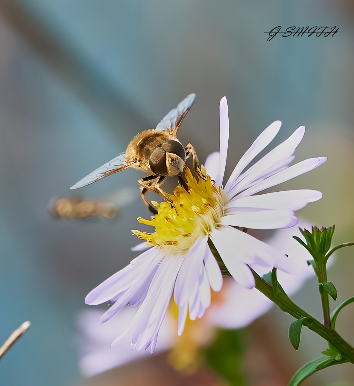 hoverfly  2022  5.jpg