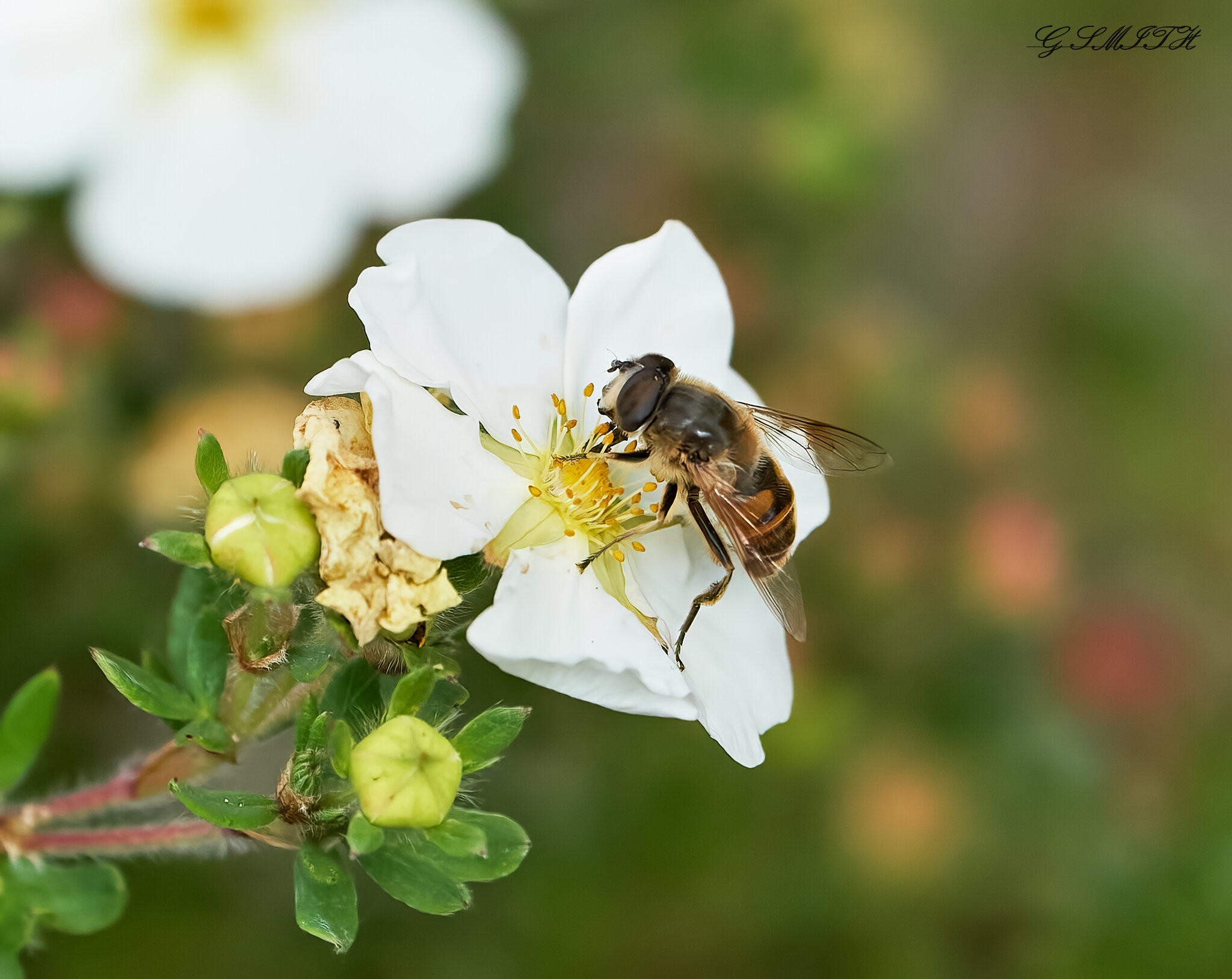 hoverfly 2022 9.jpg