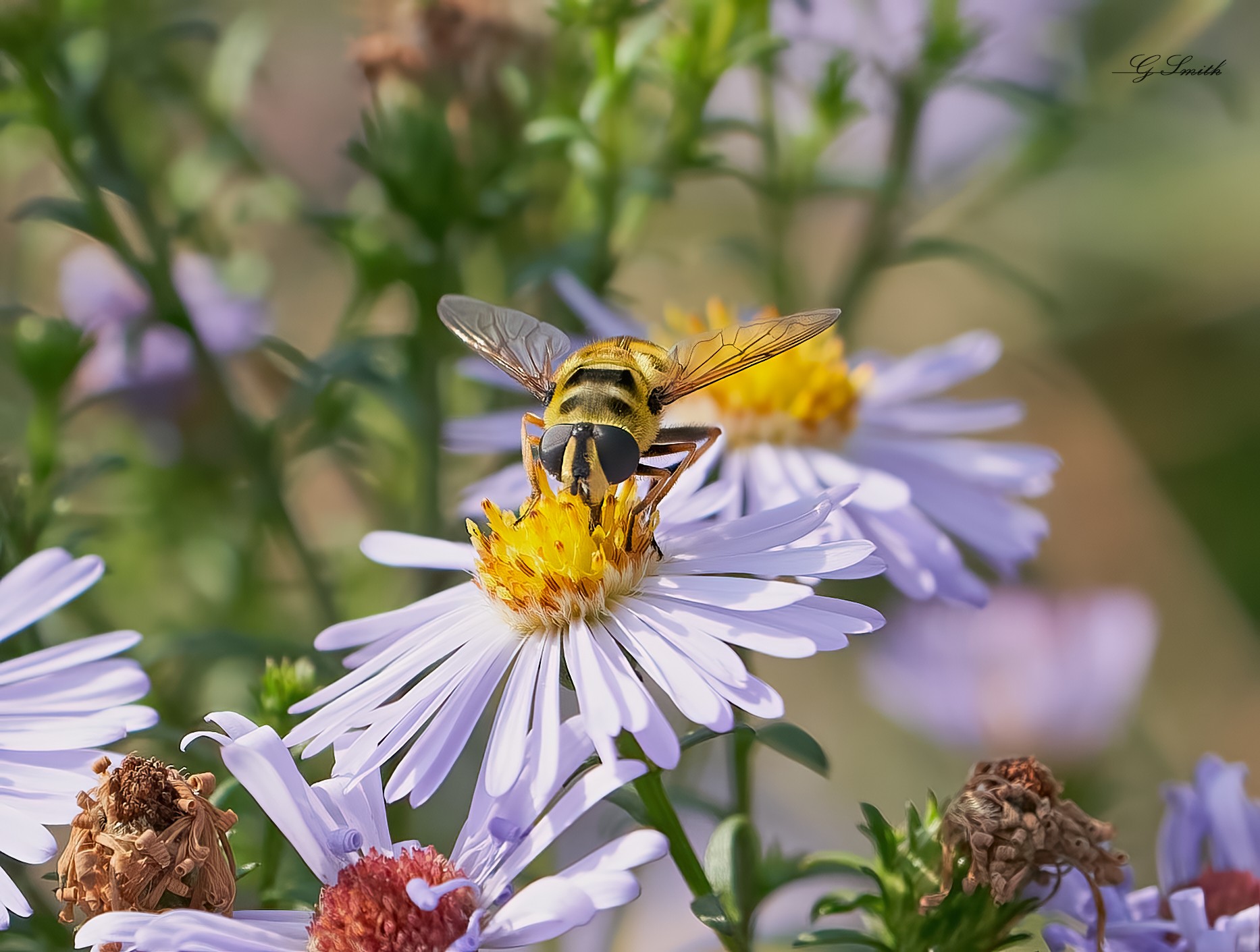 hoverfly 2022.jpg